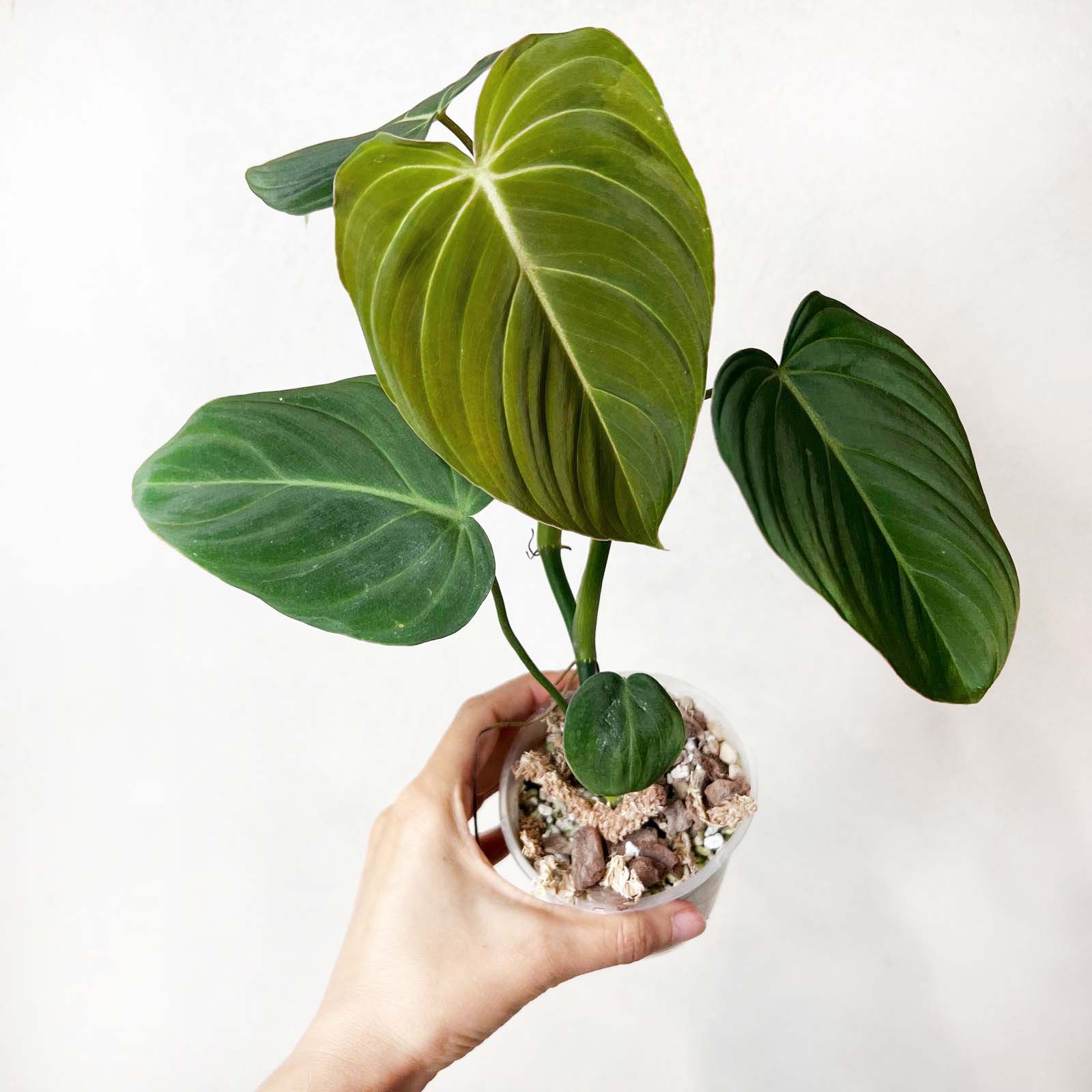 Philodendron Glorious