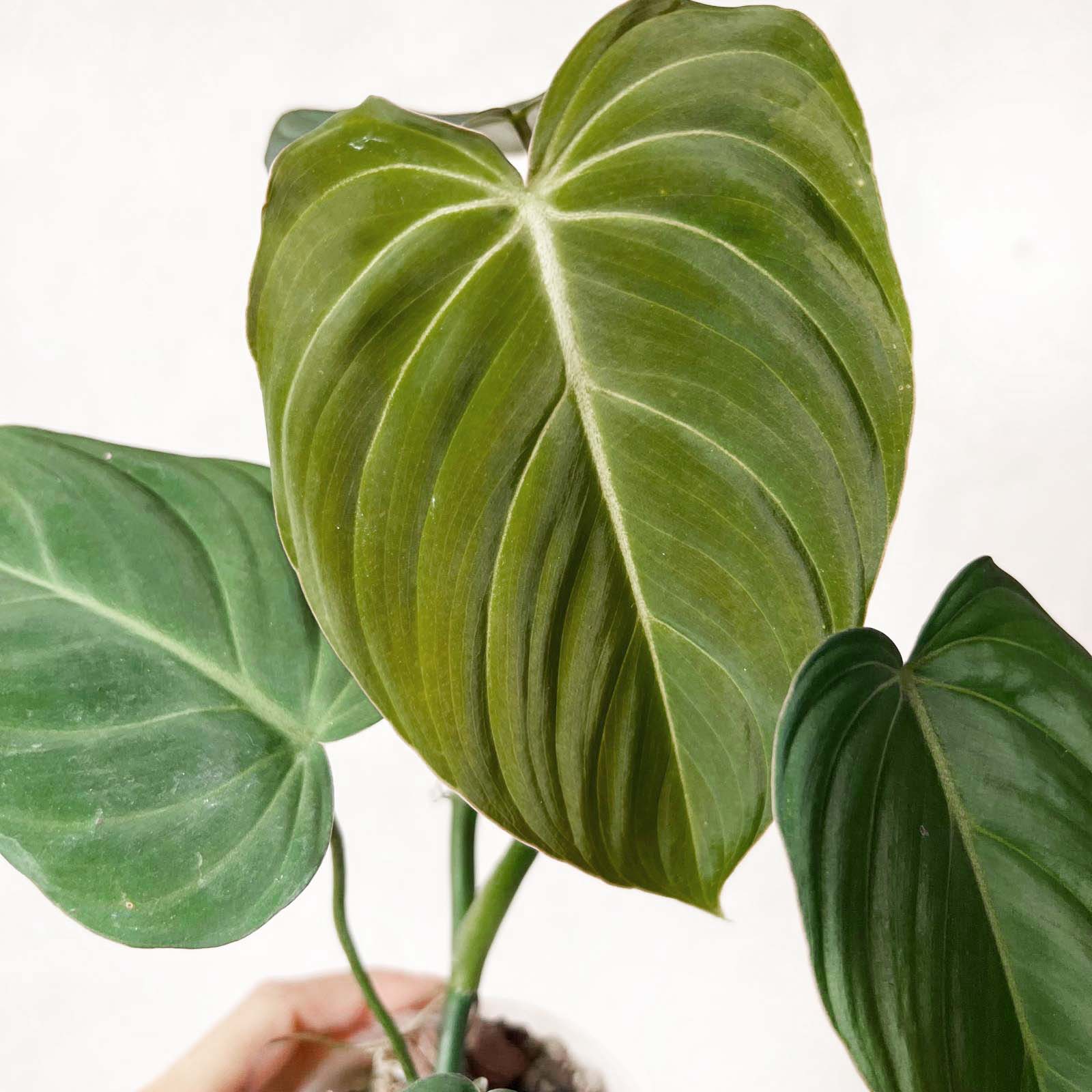 Philodendron Glorious