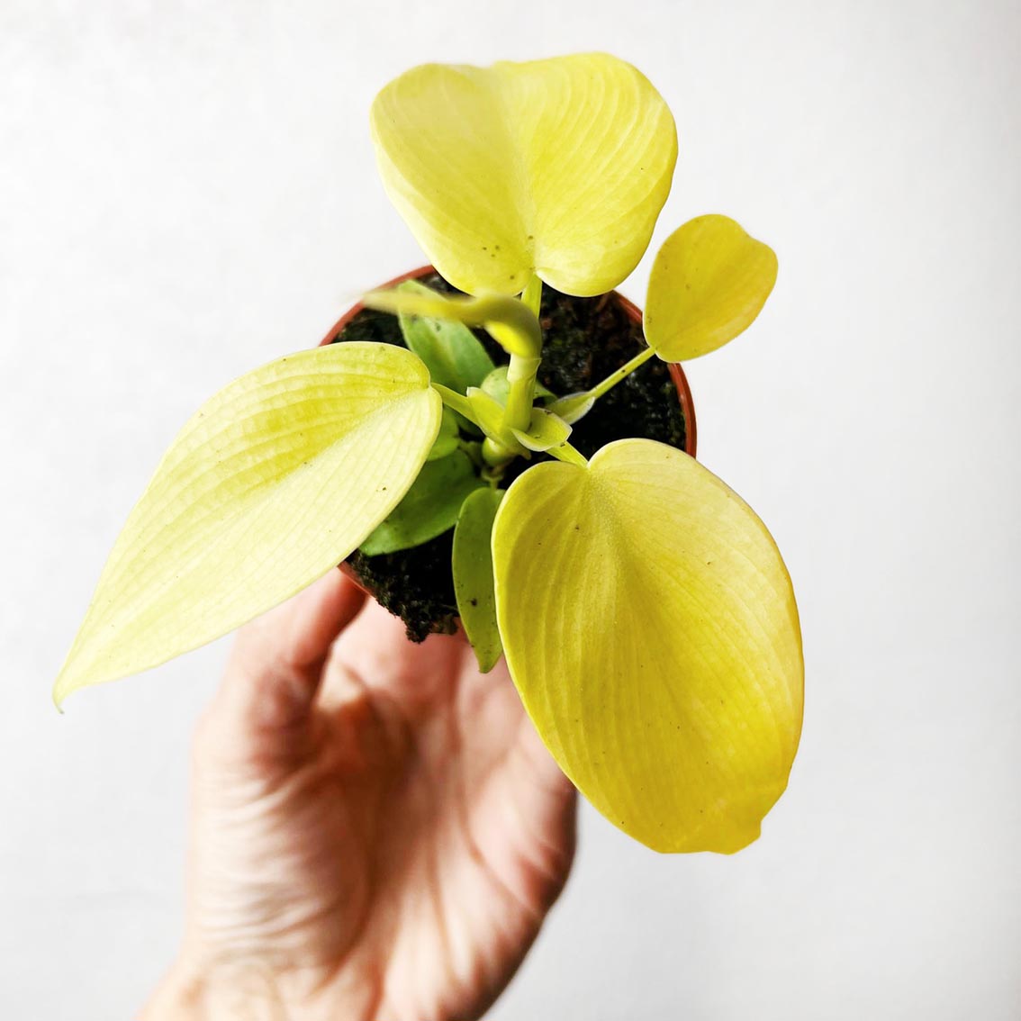 baby Philodendron Golden Violin