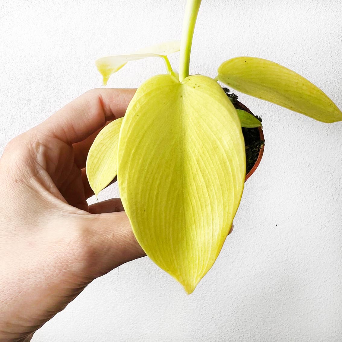 baby Philodendron Golden Violin