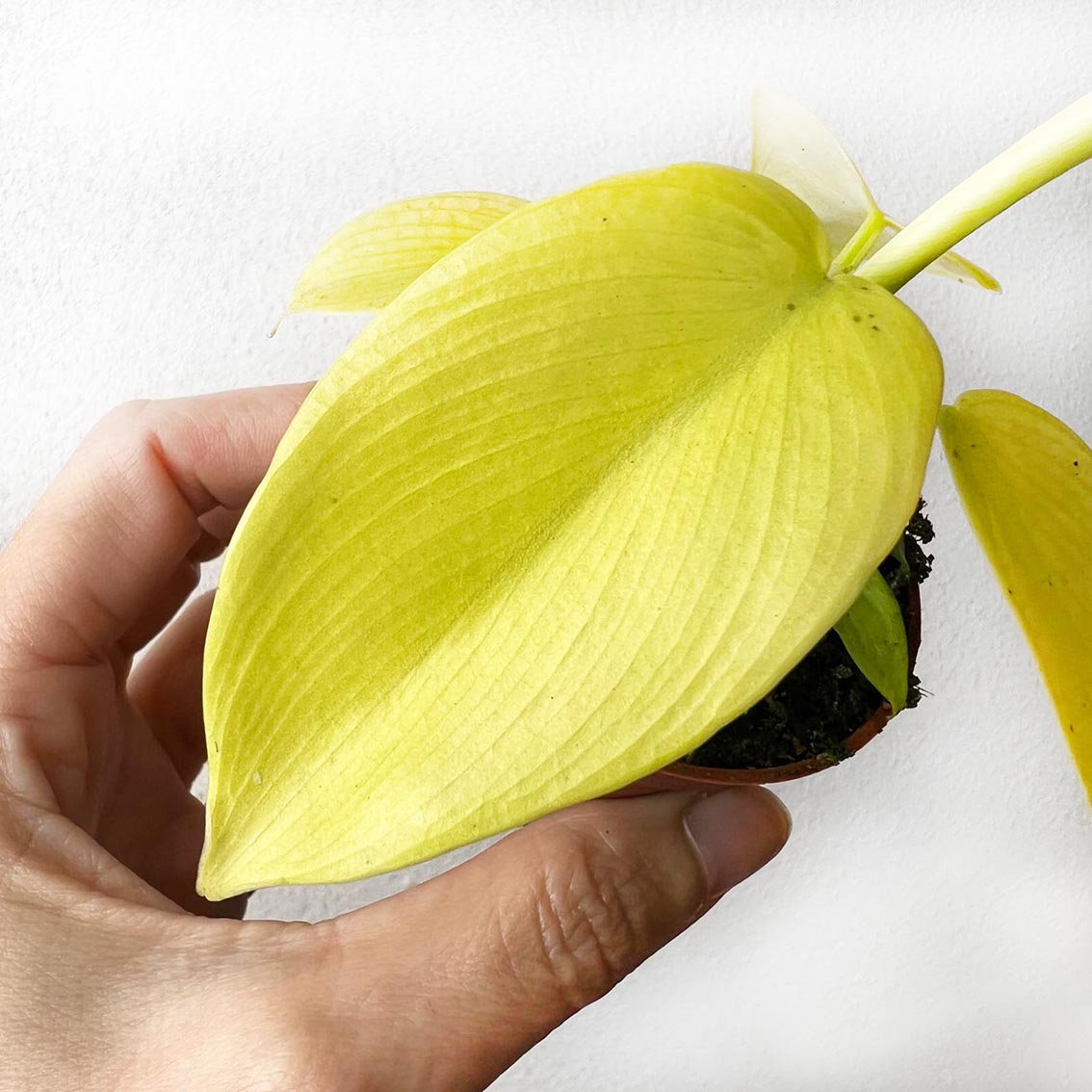 baby Philodendron Golden Violin