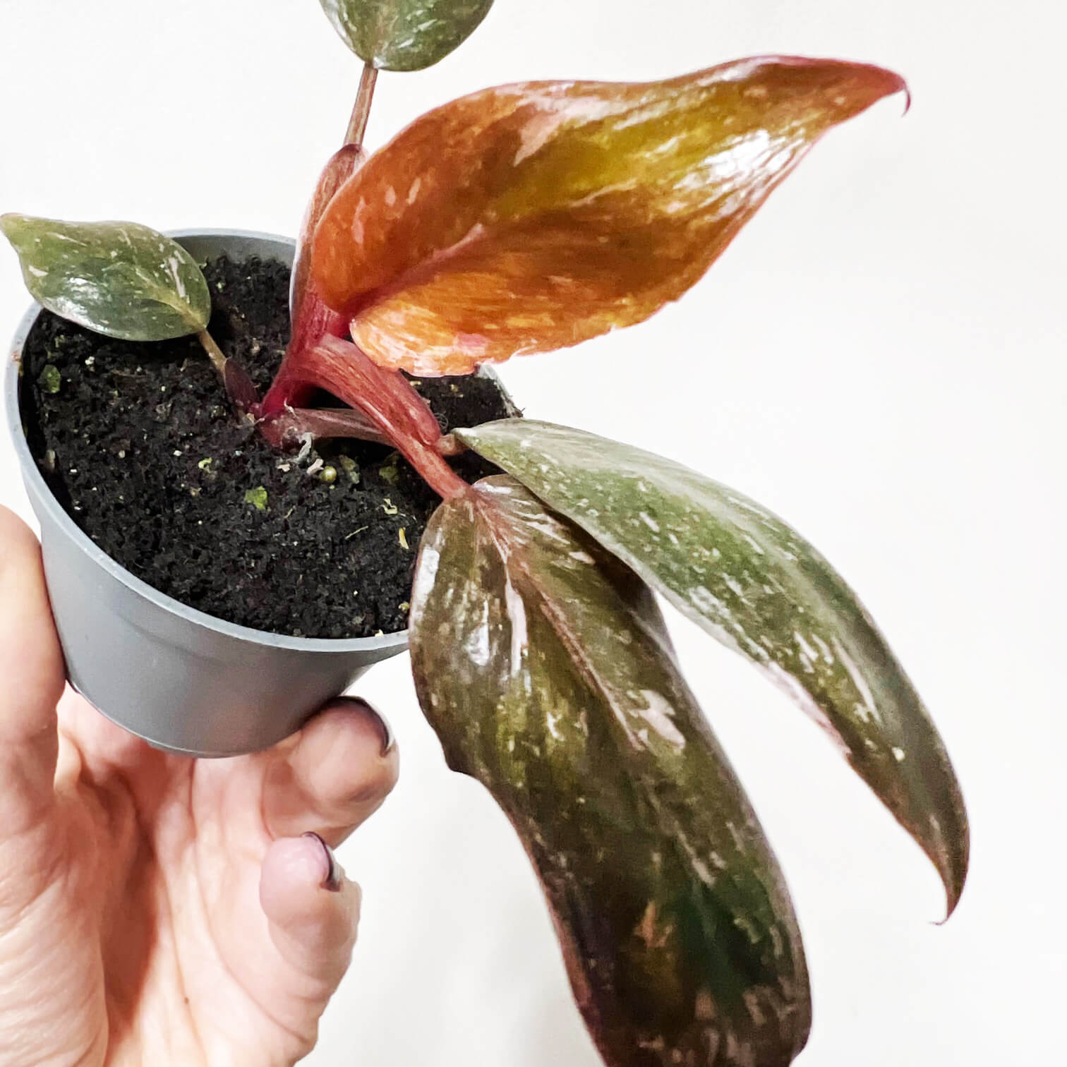 Baby Philodendron Pink Marble
