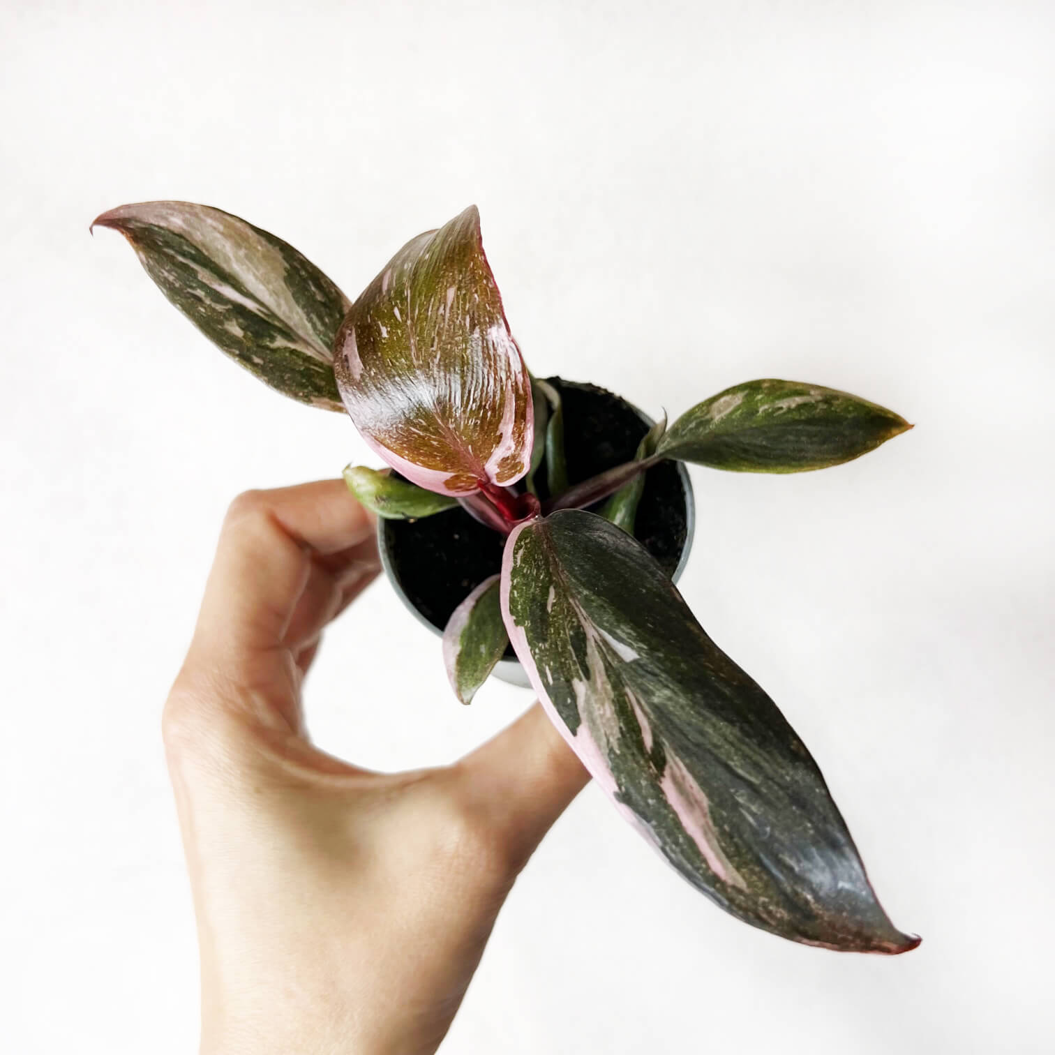 Baby Philodendron Pink Marble