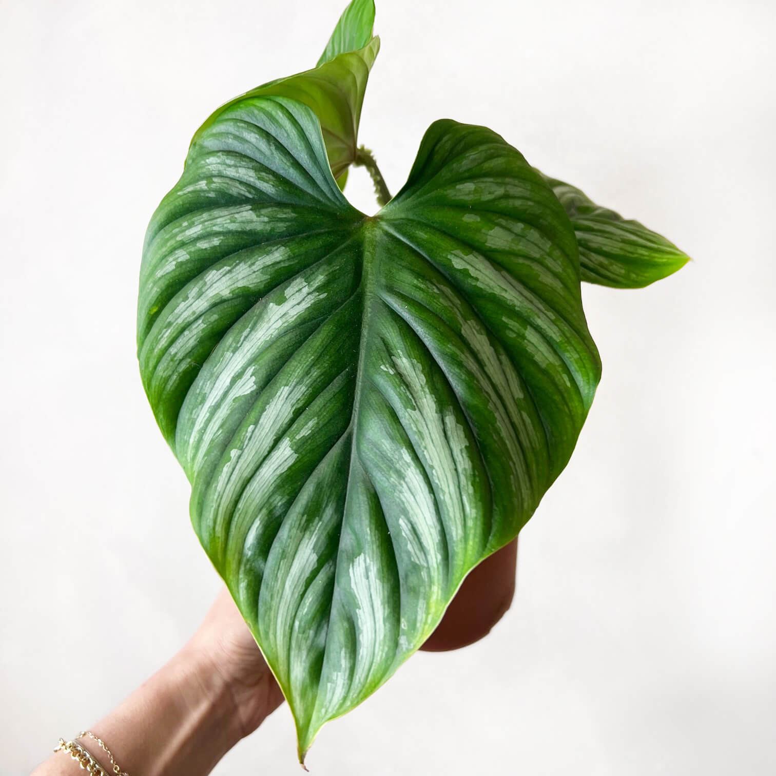 Philodendron Plowmanii