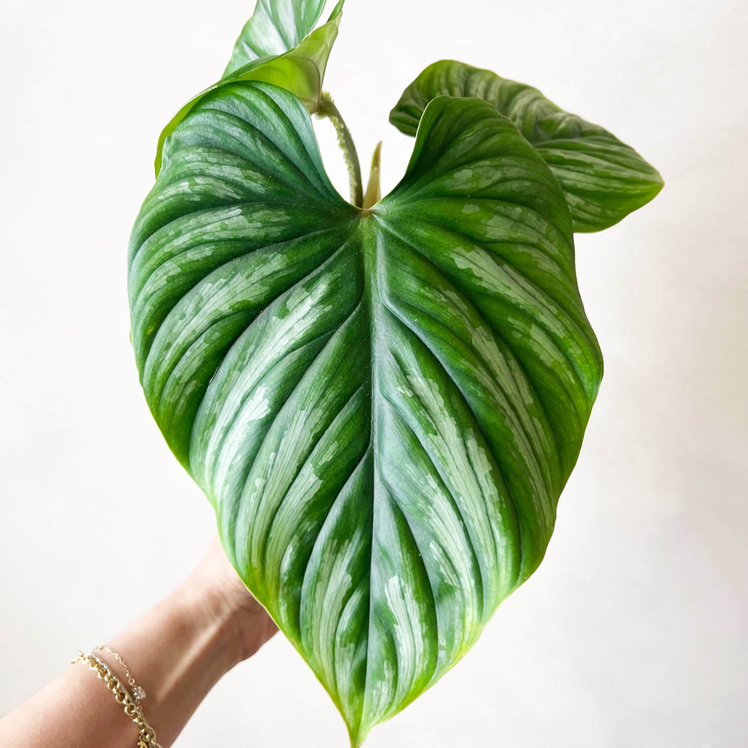 Philodendron Plowmanii