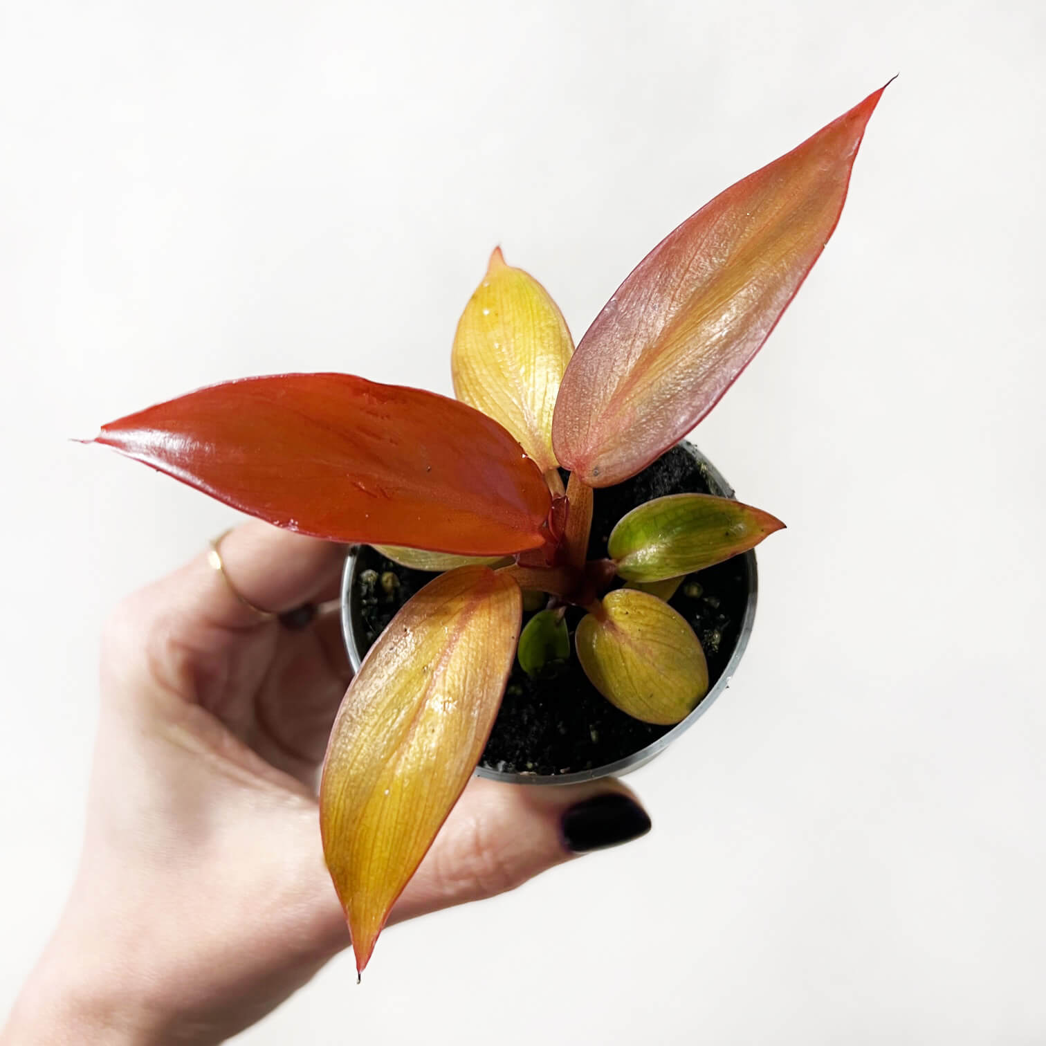 Baby Philodendron Red Sun