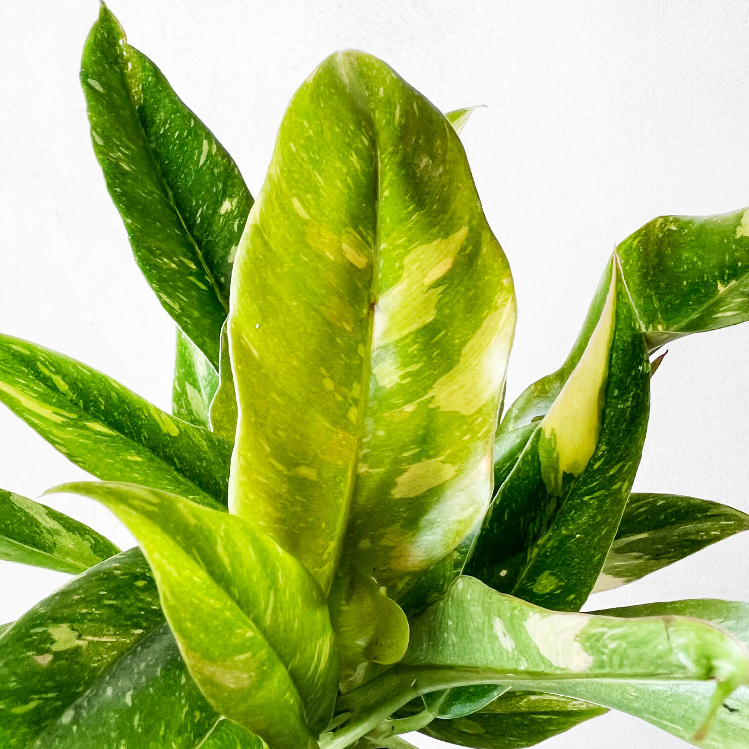 Baby Philodendron Ring of Fire