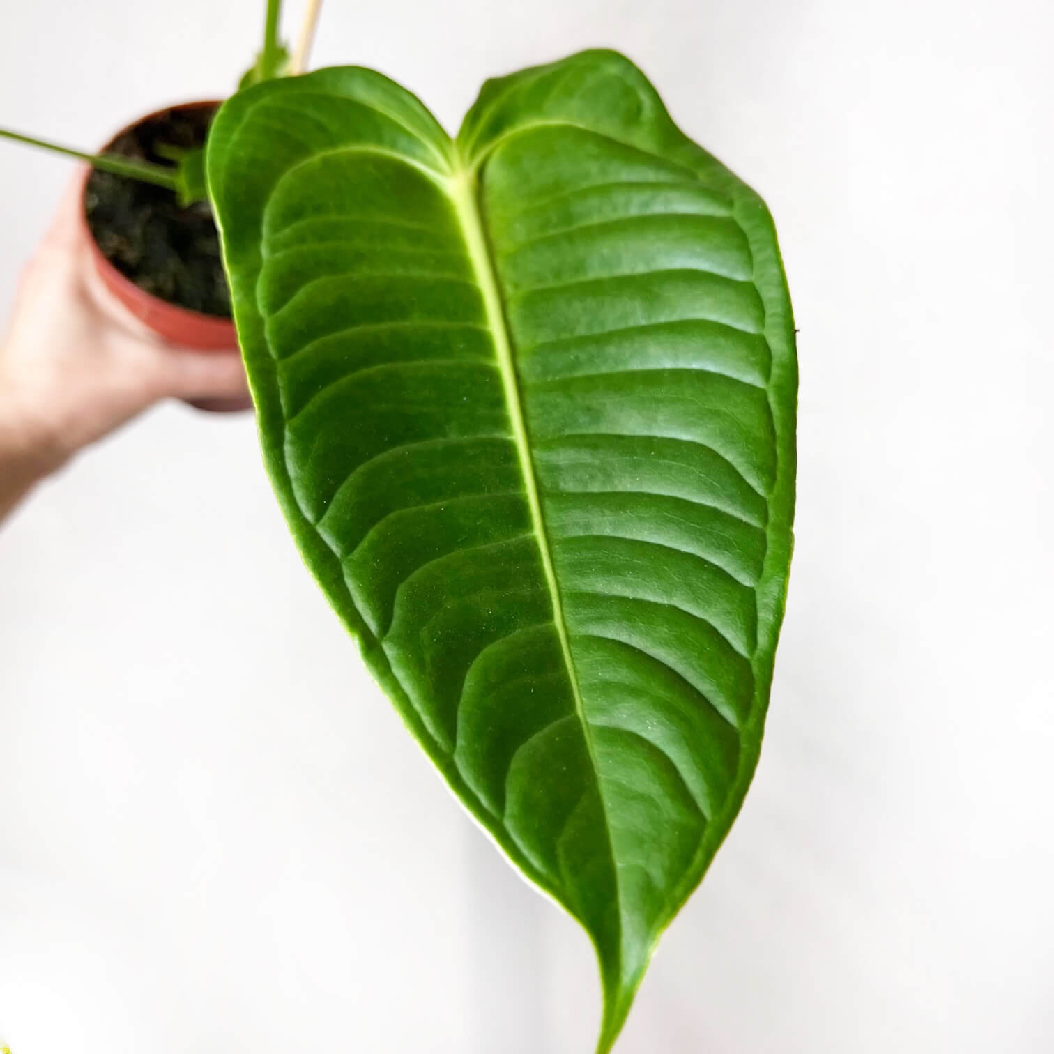 Anthurium Veitchii