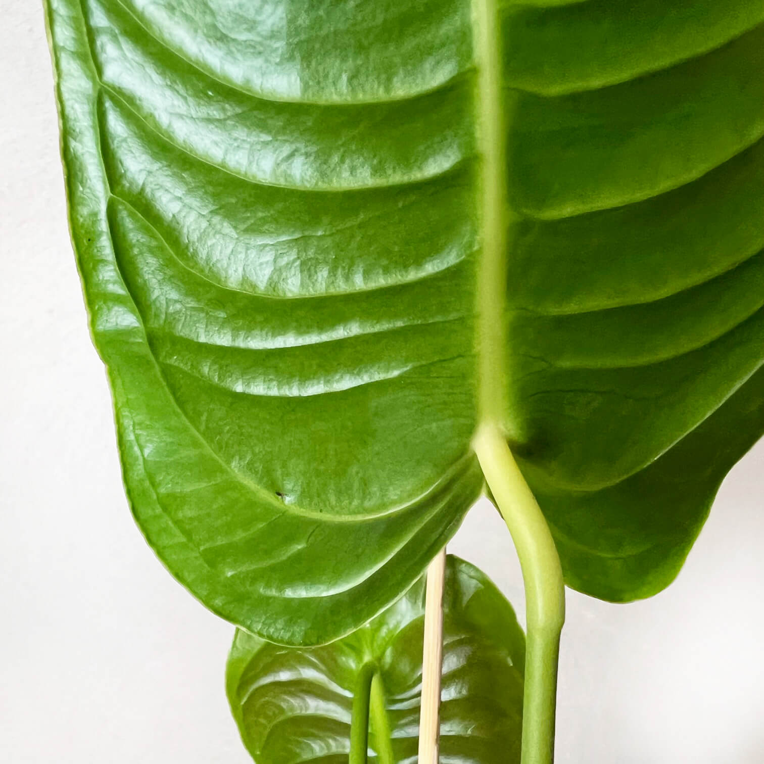 Anthurium Veitchii