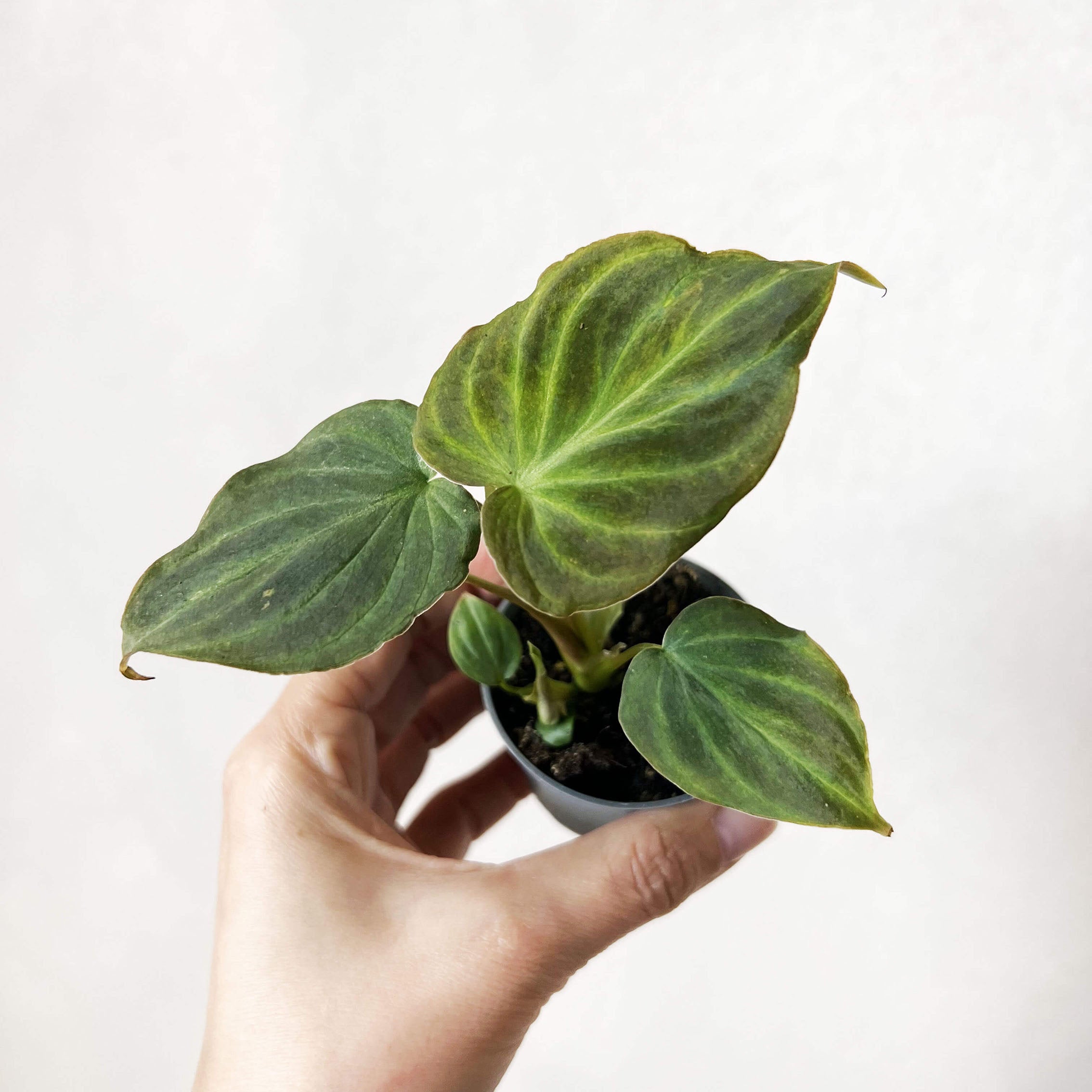 Baby Philodendron Verrucosum