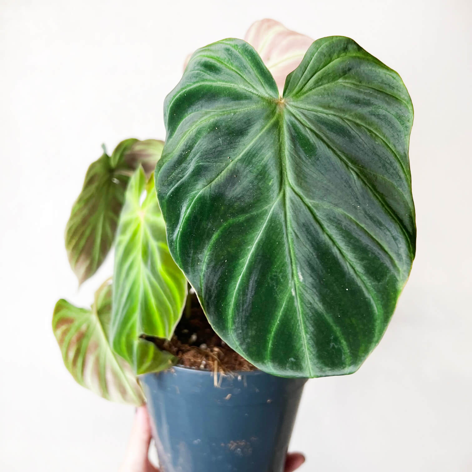 Philodendron Verrucosum