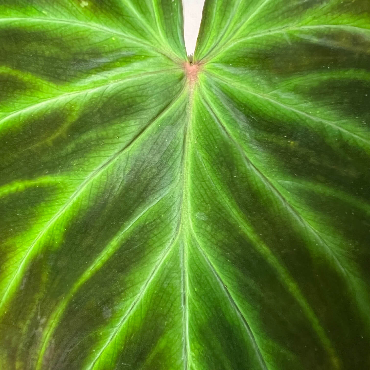 Philodendron Verrucosum