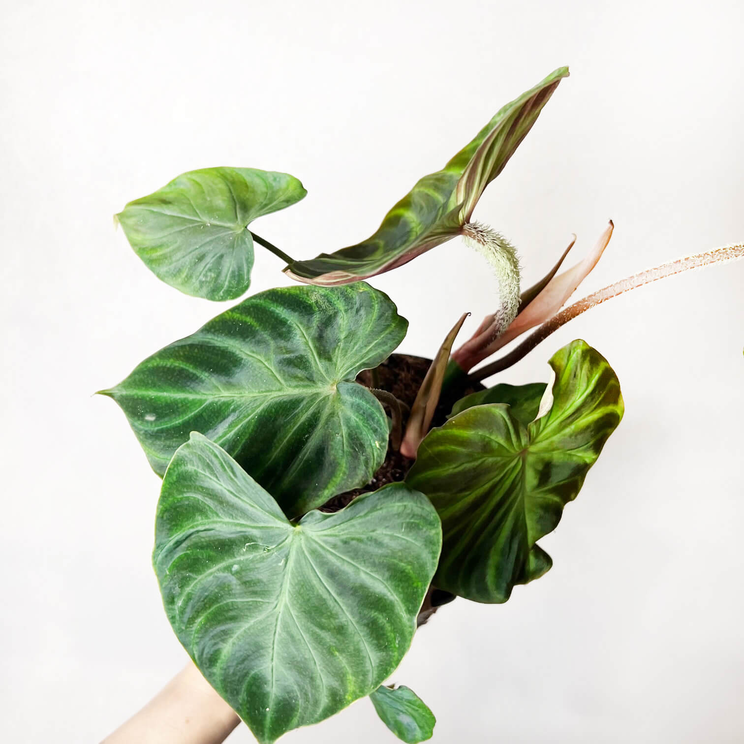 Philodendron Verrucosum