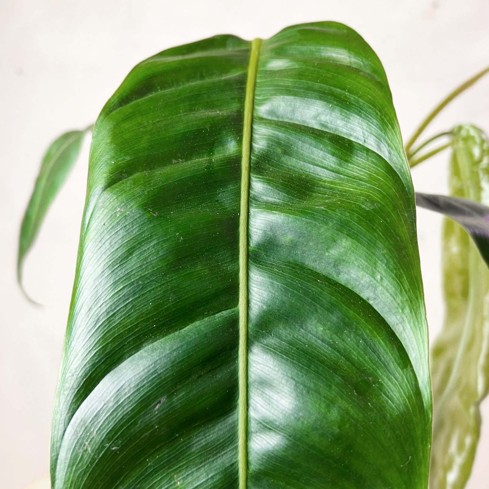 Philodendron patriciae