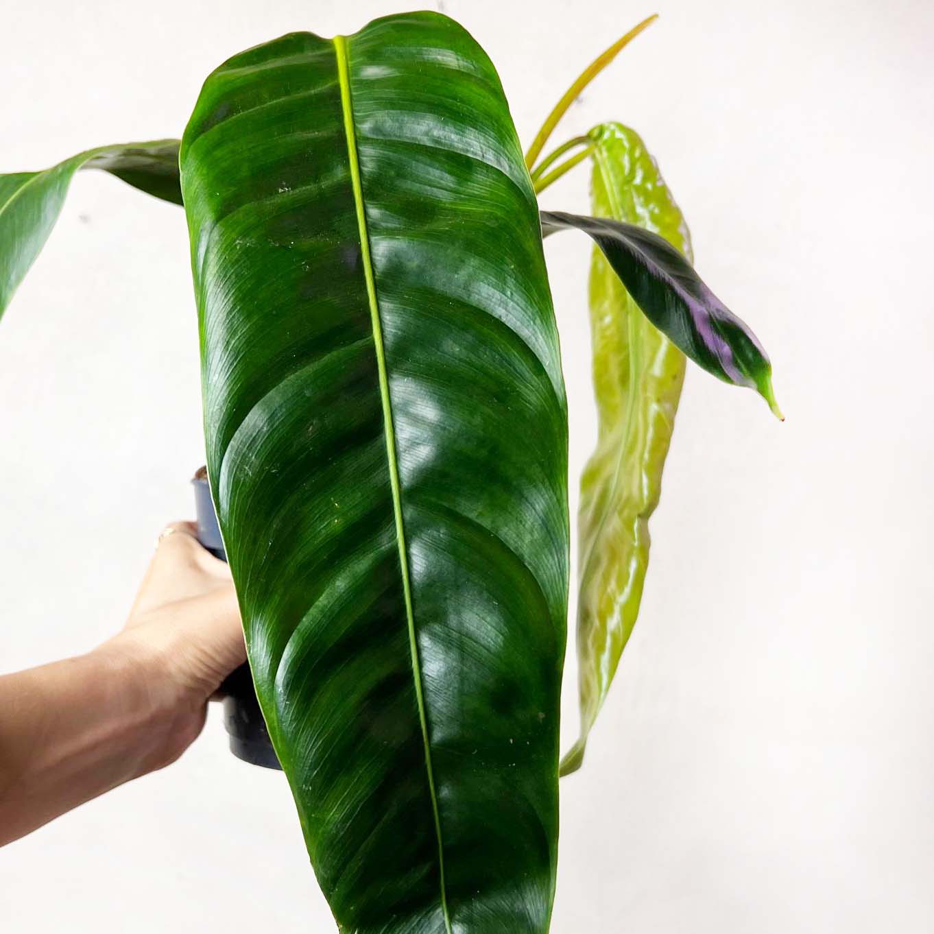 Philodendron patriciae