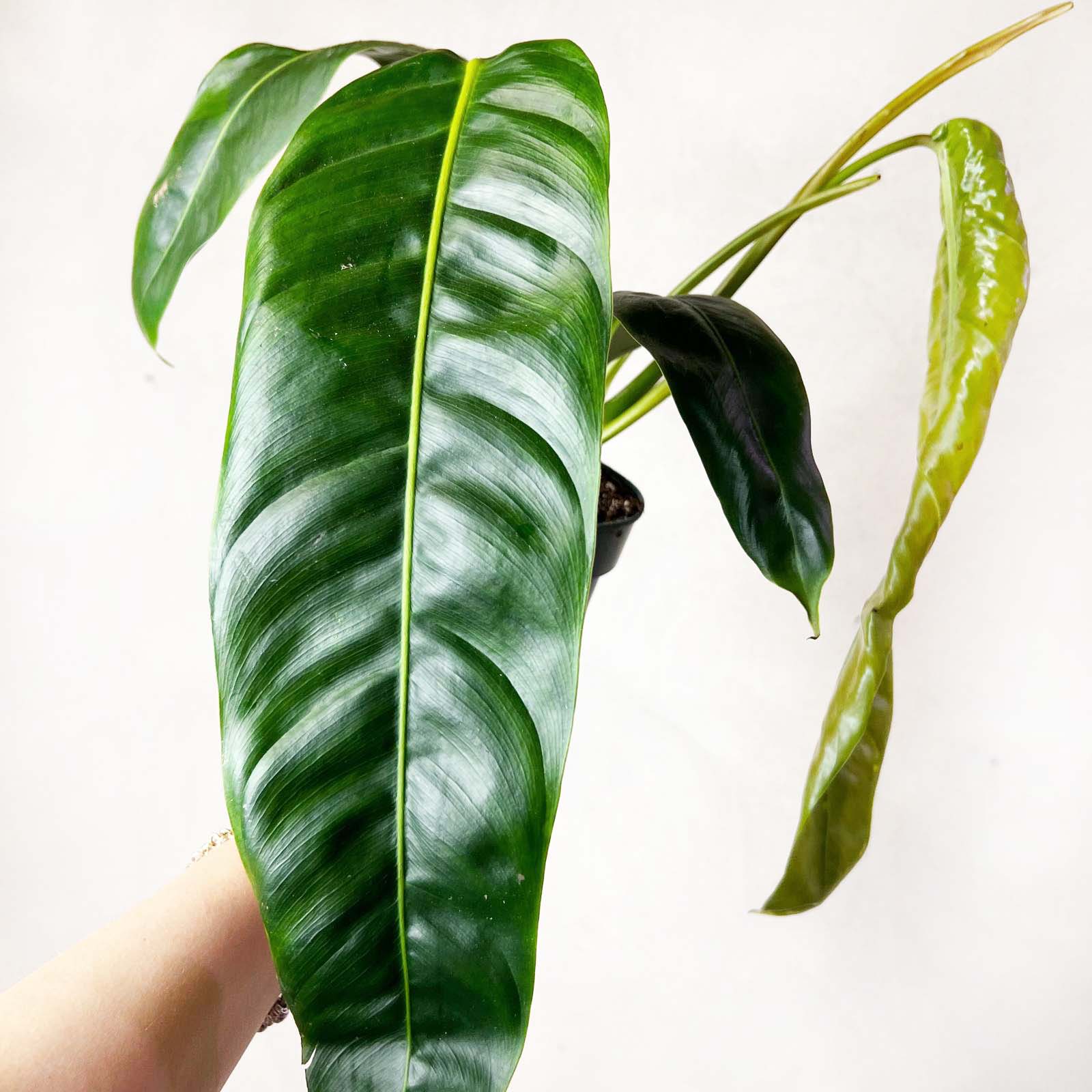 Philodendron patriciae