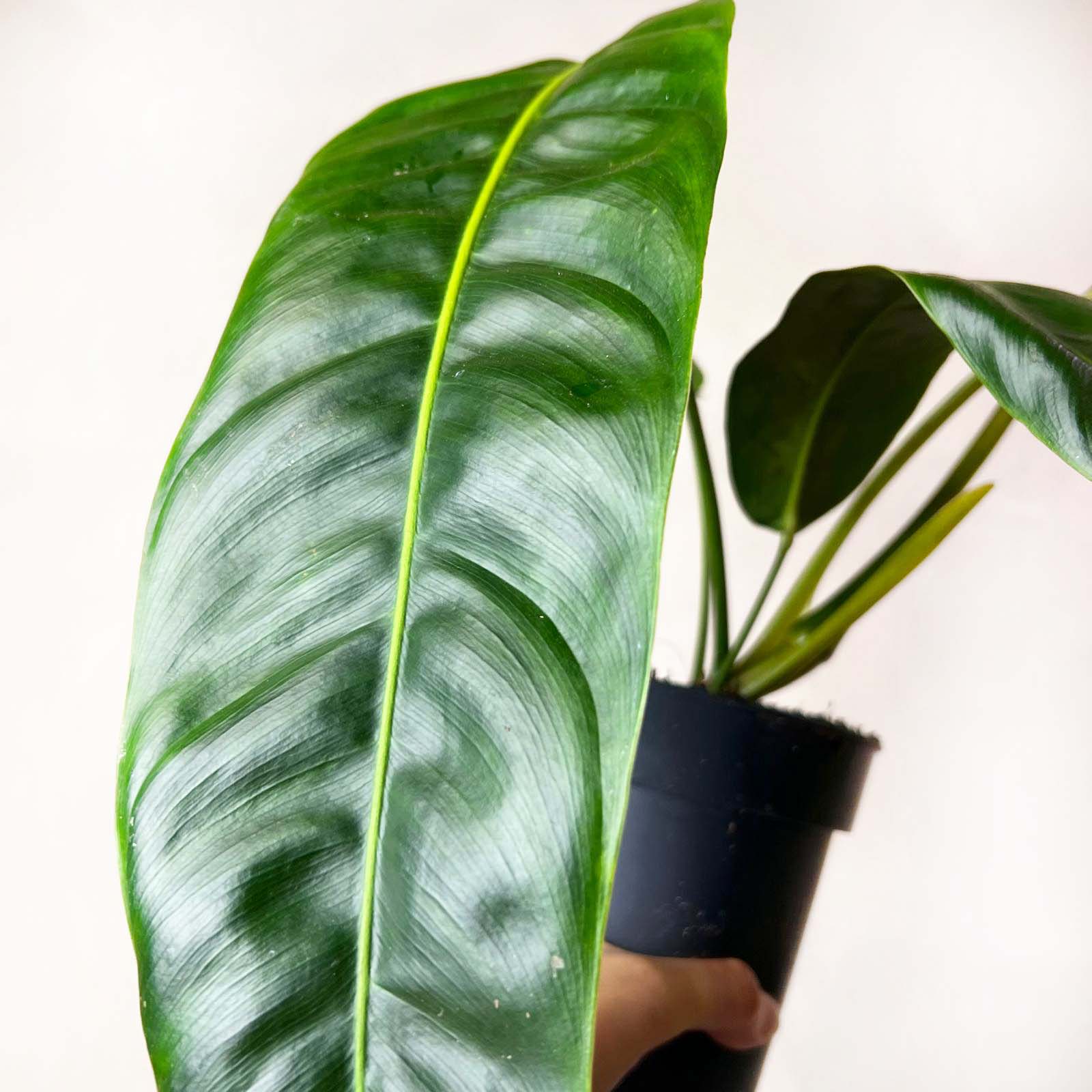 Philodendron patriciae