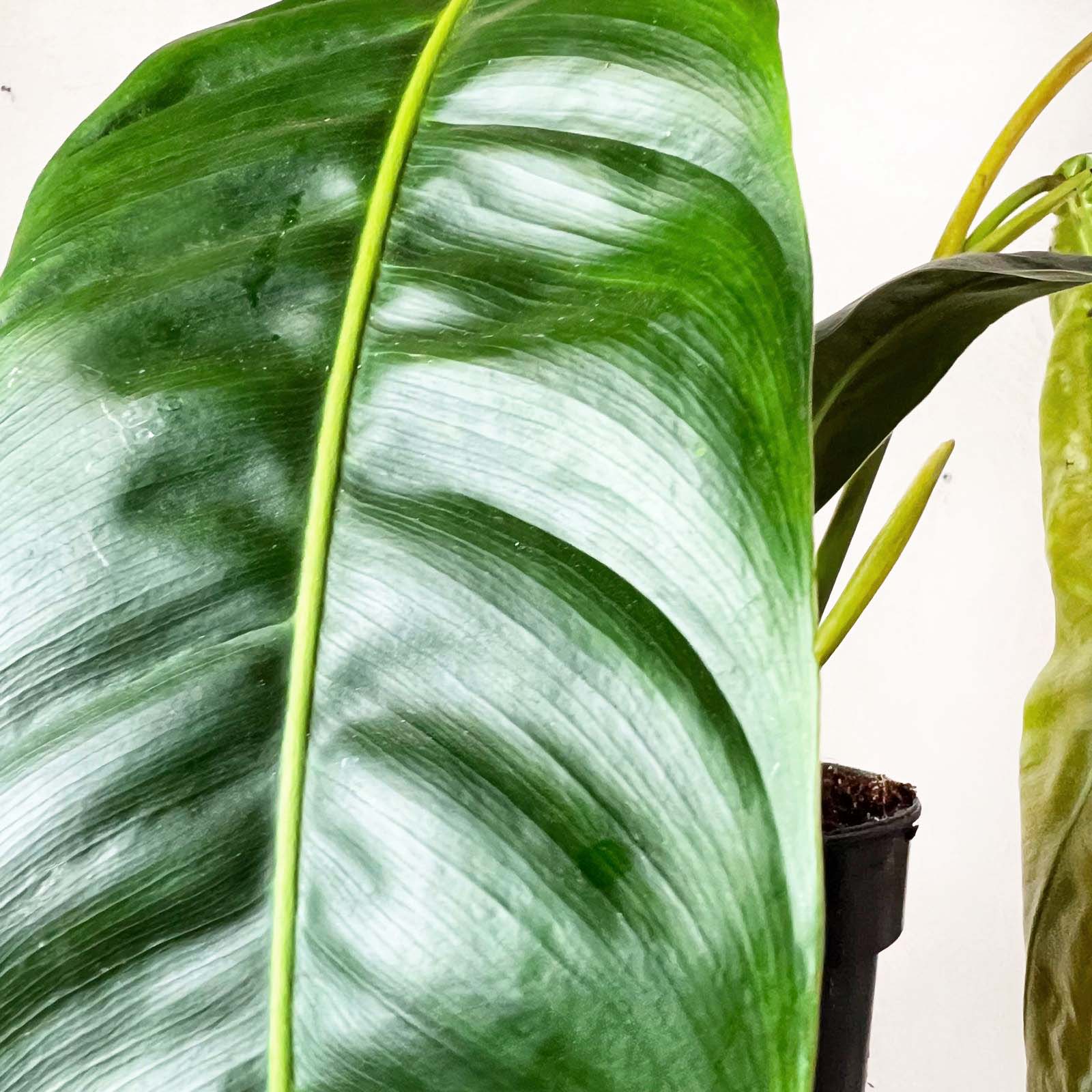 Philodendron patriciae
