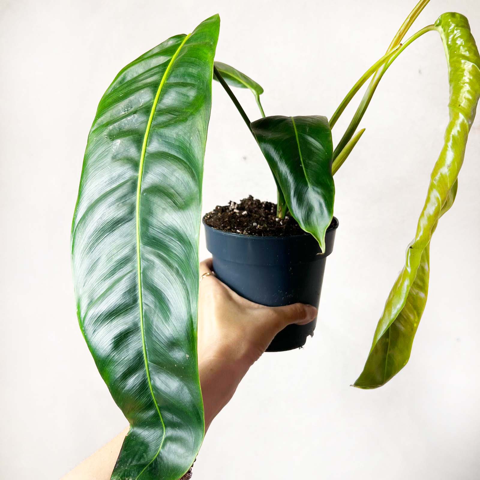 Philodendron patriciae