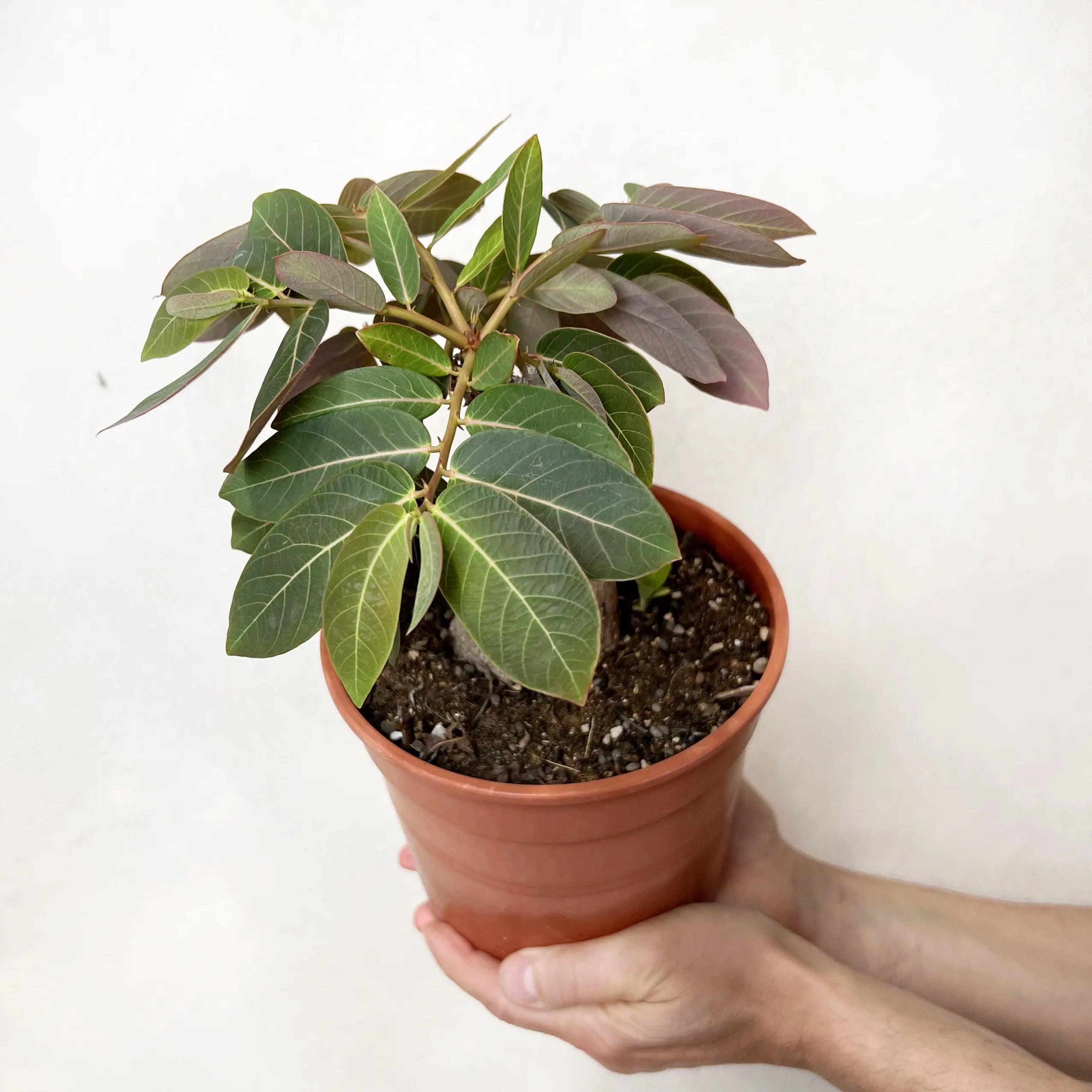 Phyllanthus mirabilis