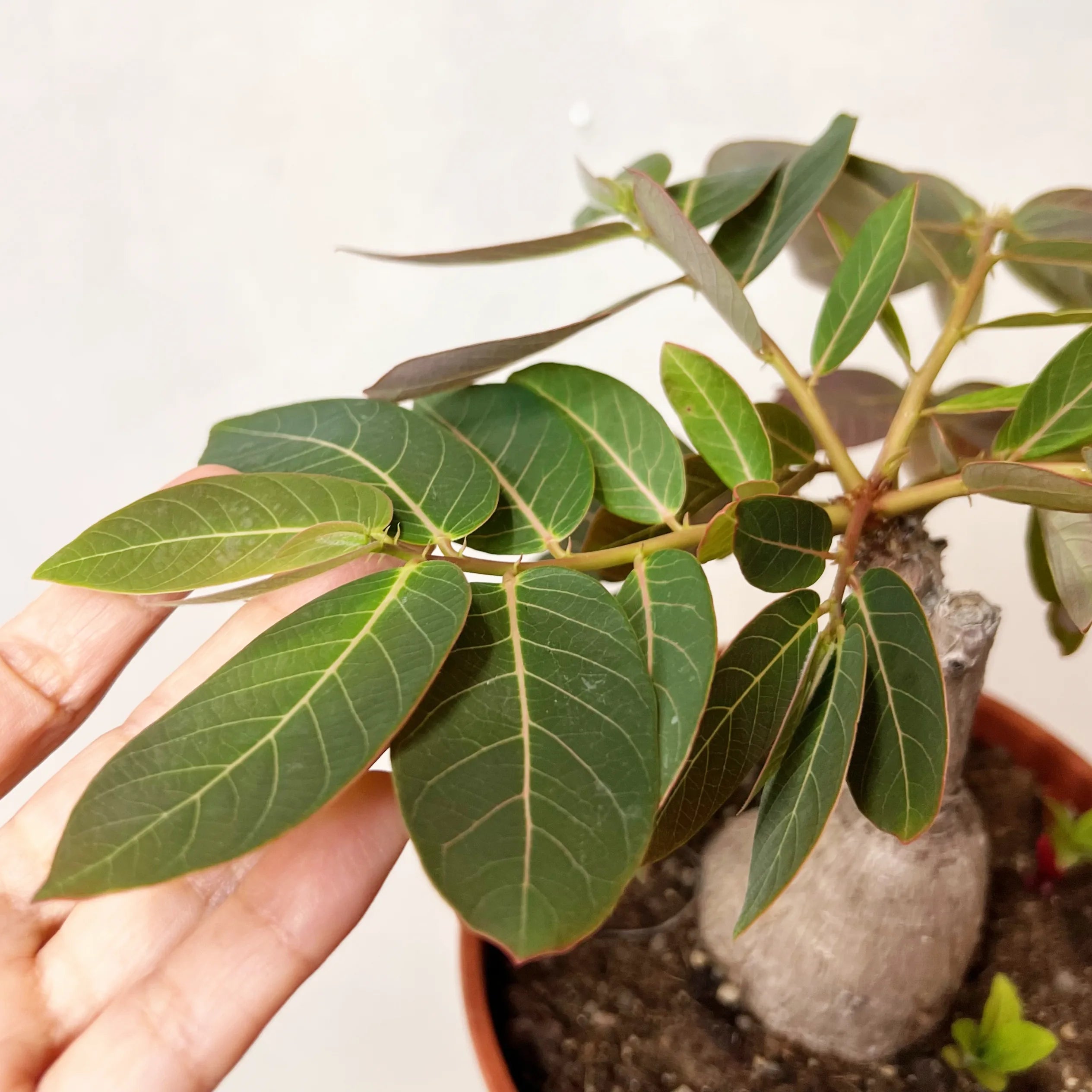Phyllanthus mirabilis