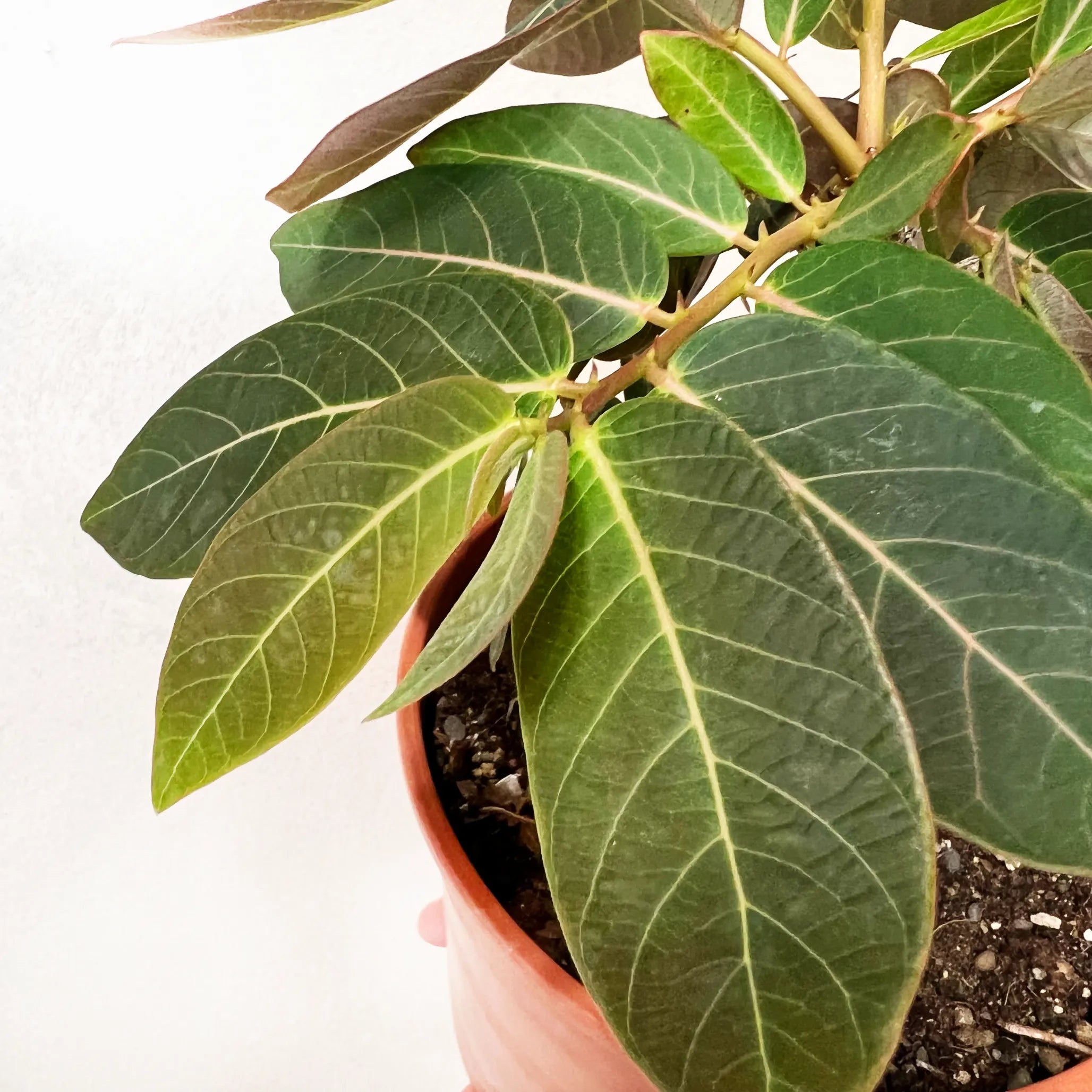 Phyllanthus mirabilis