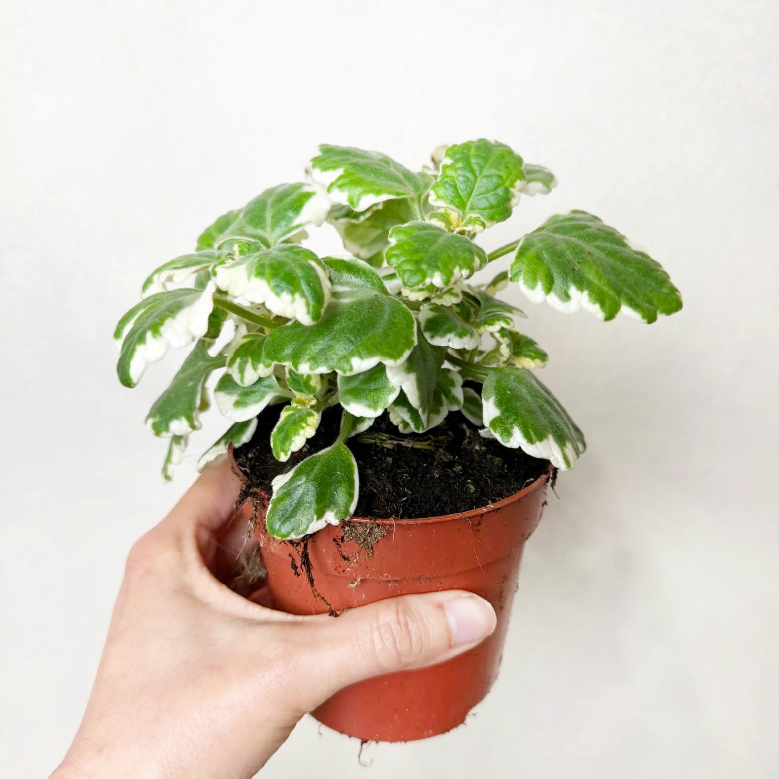 Incenso (Plectranthus)