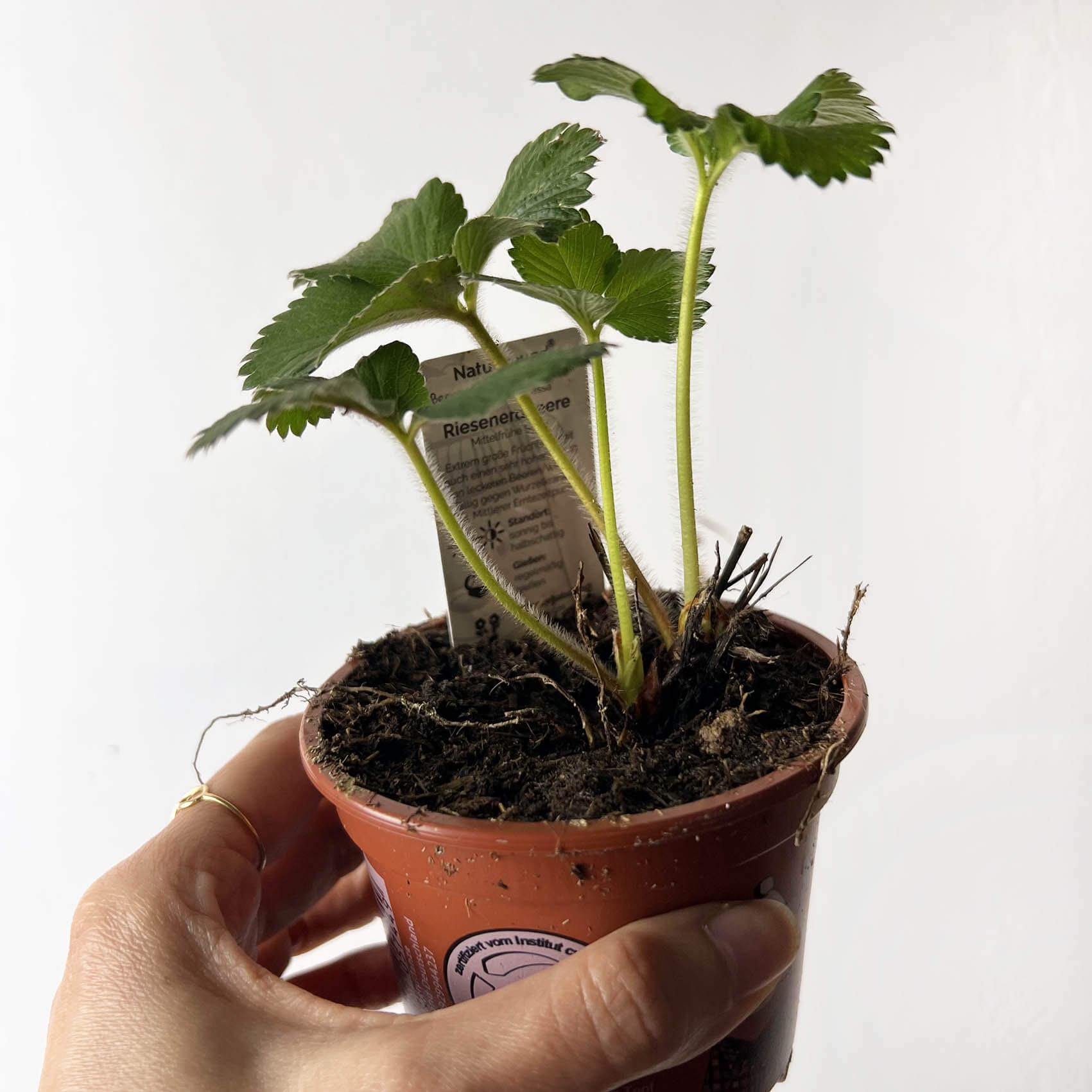Fragaria /Pianta di Fragole