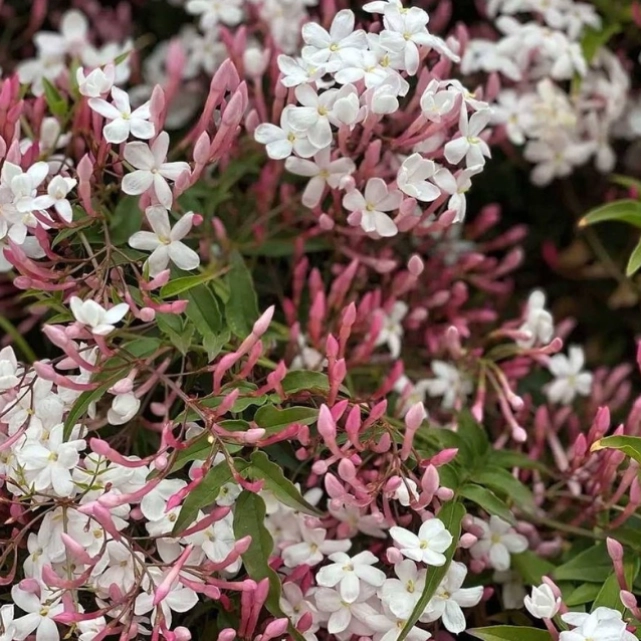 Jasminum polyanthum/Gelsomino marzolino