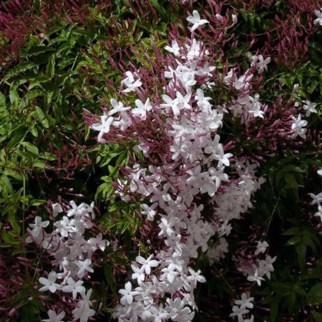 Jasminum polyanthum/Gelsomino marzolino