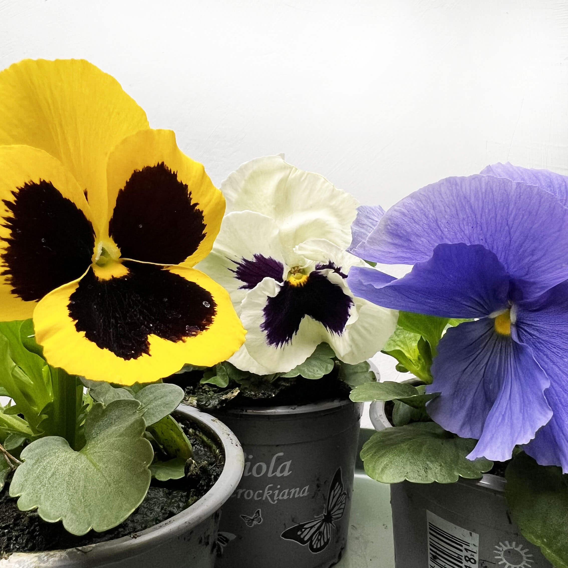 Viole del pensiero /4 piante mix