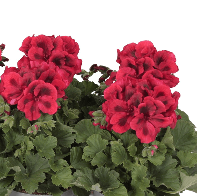 Pelargonium Grandiflorum Don Leo (geranio)