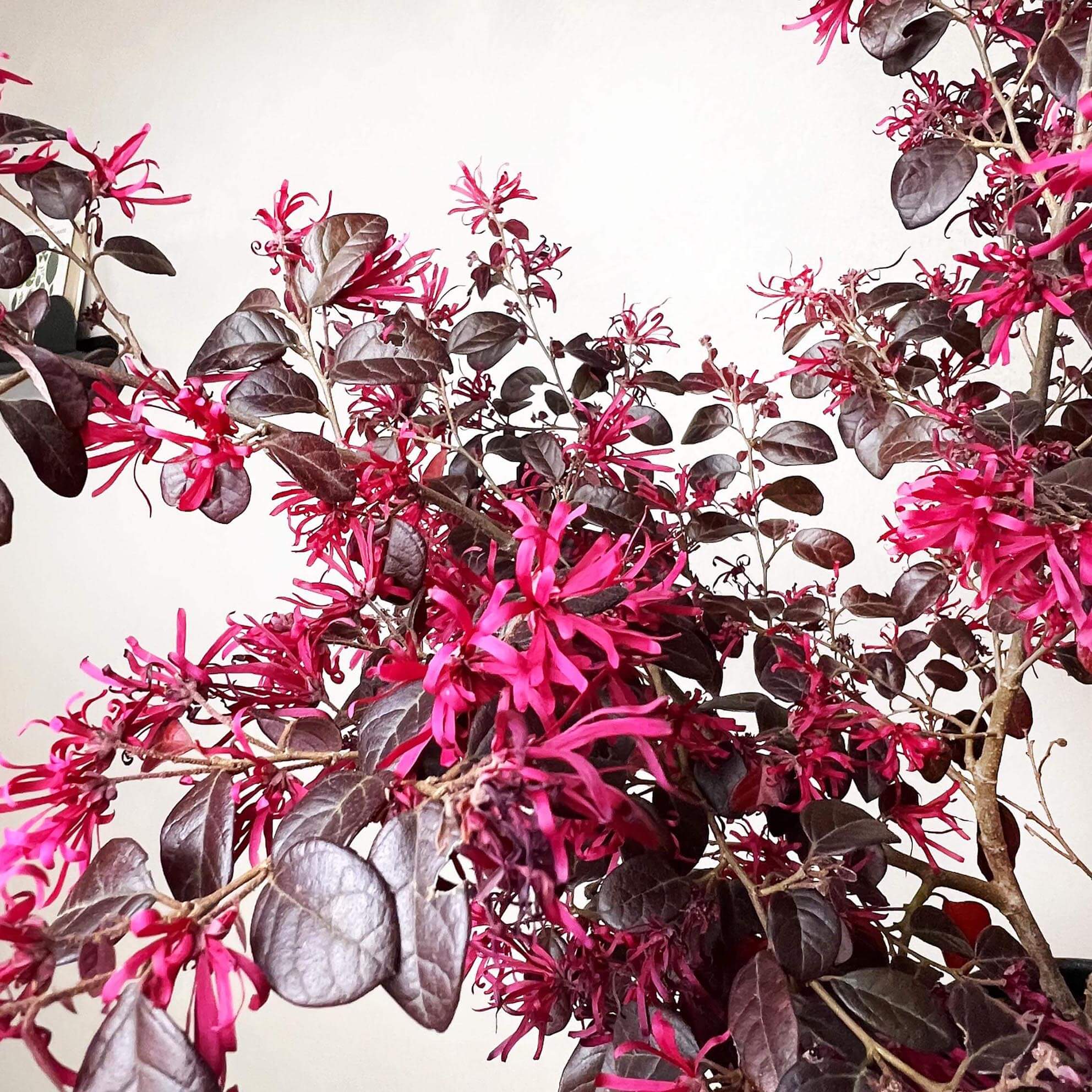 Loropetalum chinense