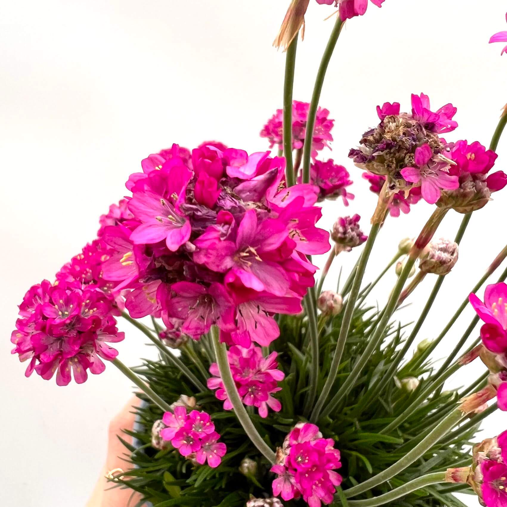 Armeria Maritima