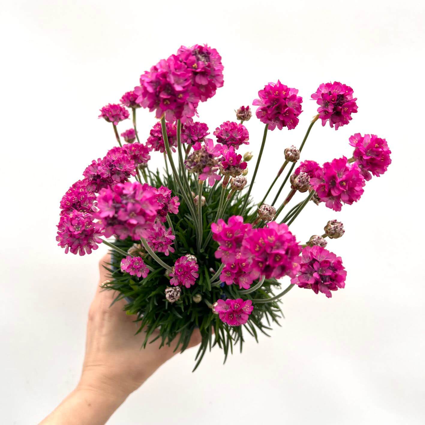 Armeria Maritima