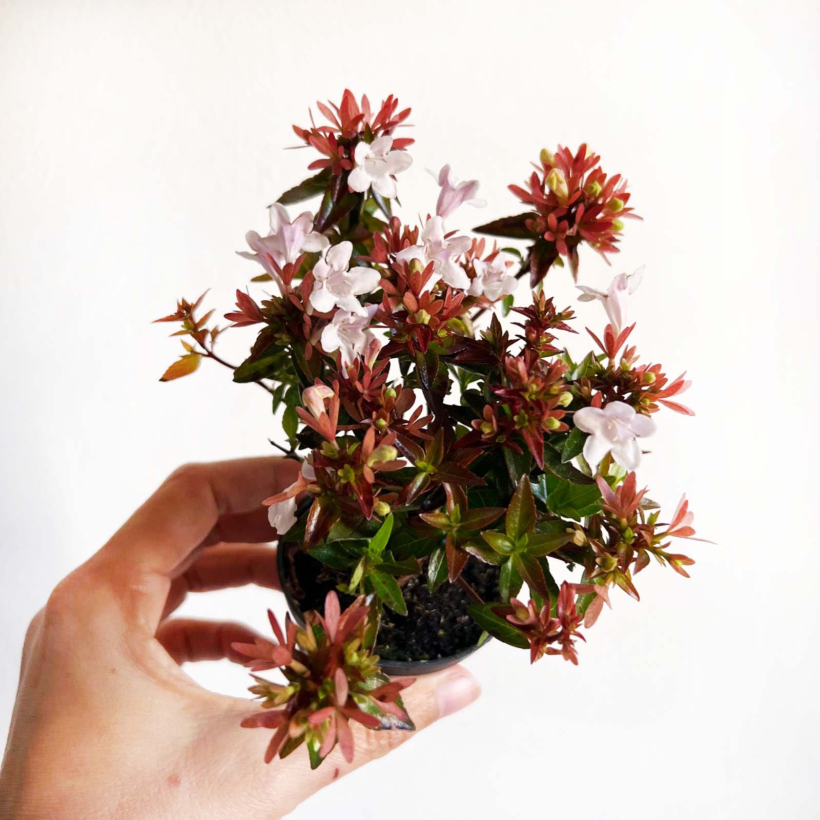 mini Abelia Little Lady