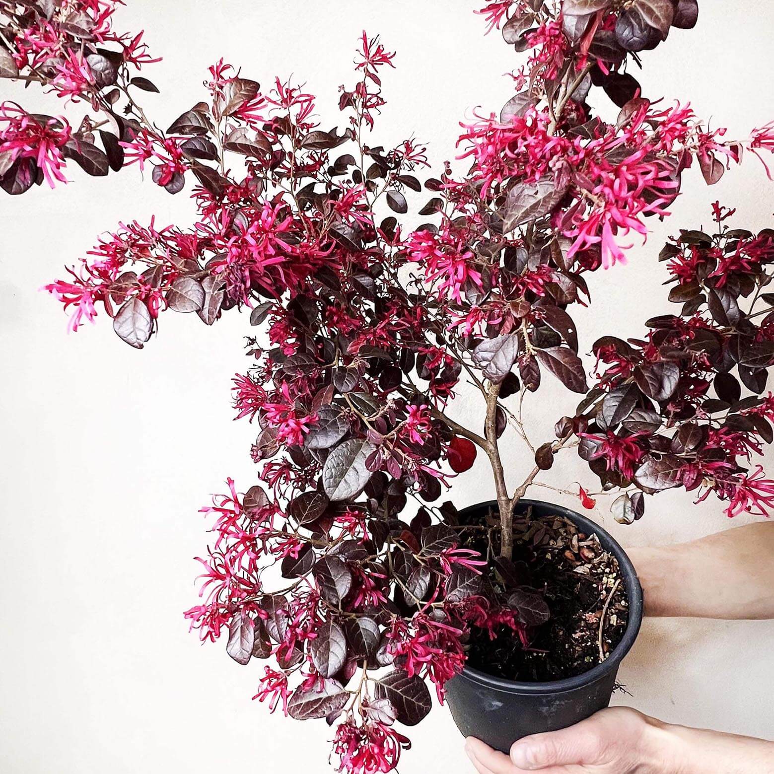Loropetalum chinense