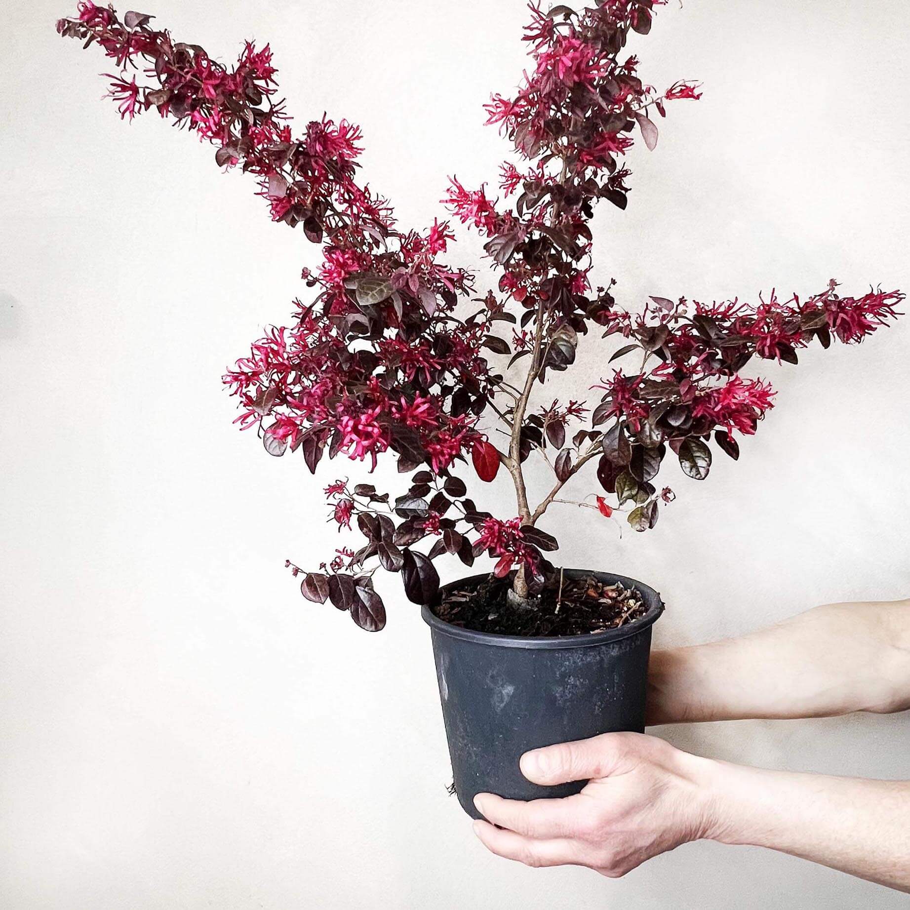 Loropetalum chinense