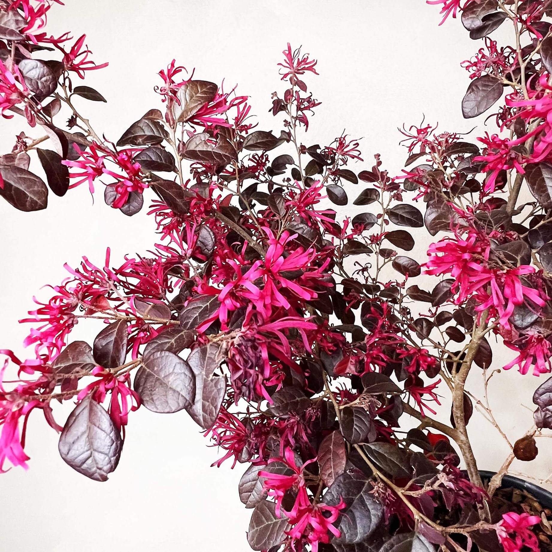 Loropetalum chinense