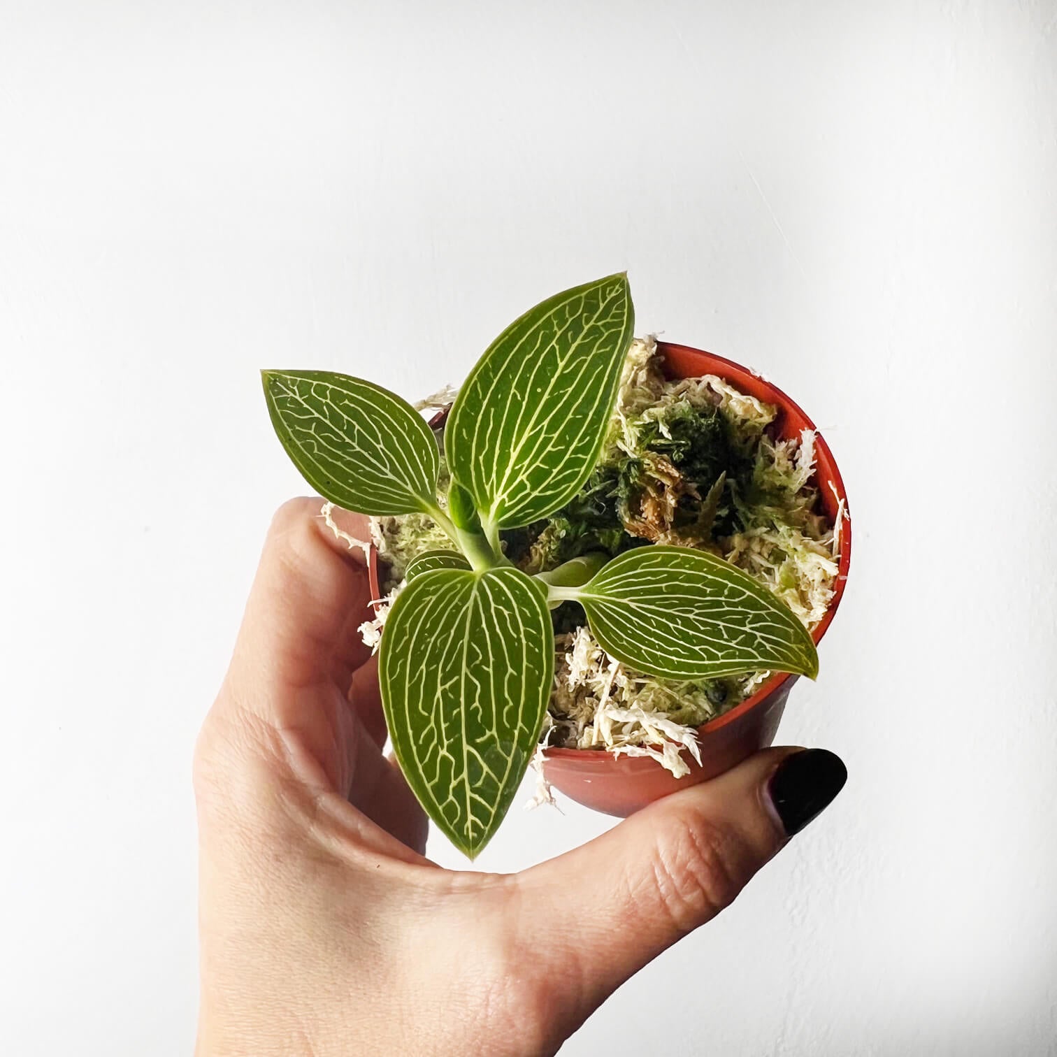 Ludisia Discolor Alba