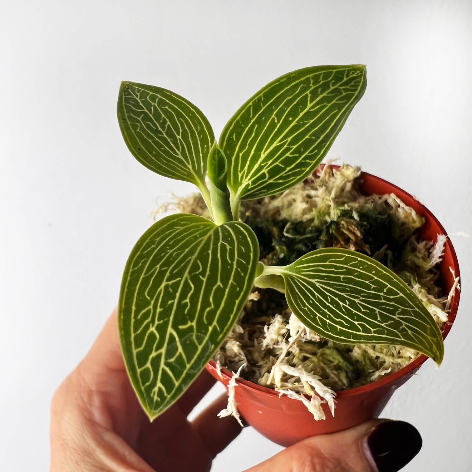 Ludisia Discolor Alba