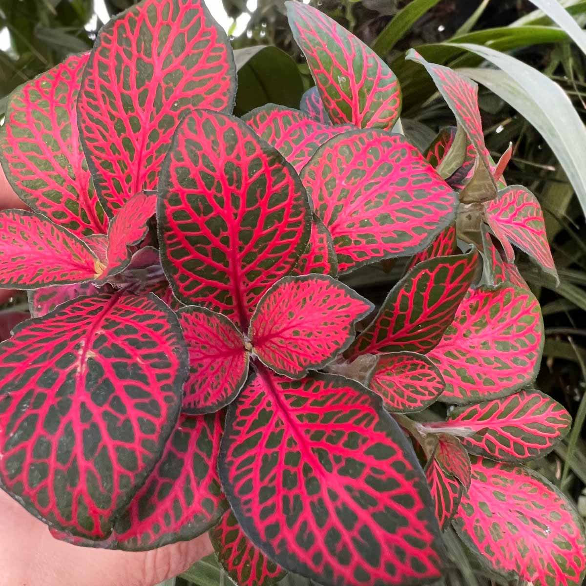 Fittonia Albivenis Forest Flame