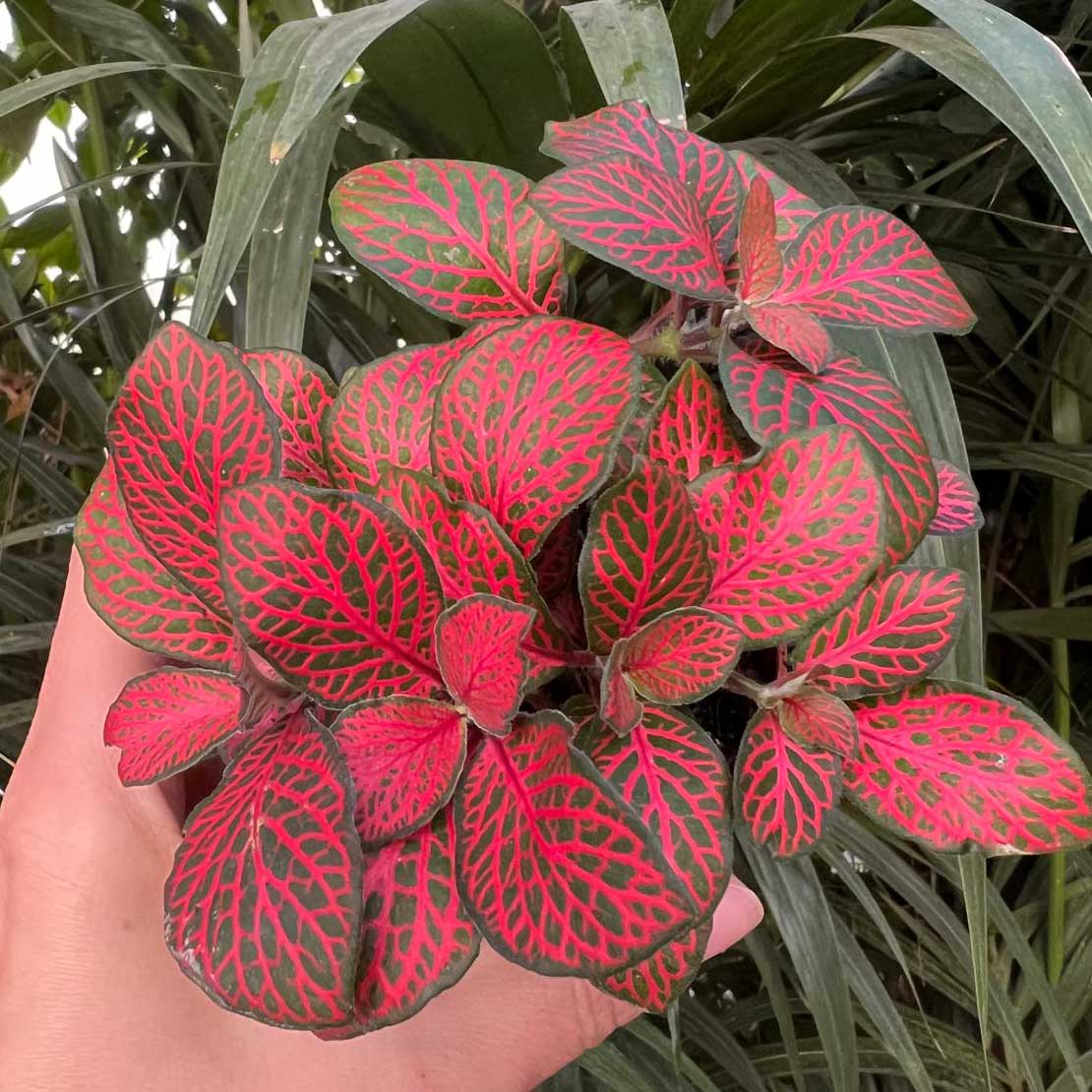 Fittonia Albivenis Forest Flame