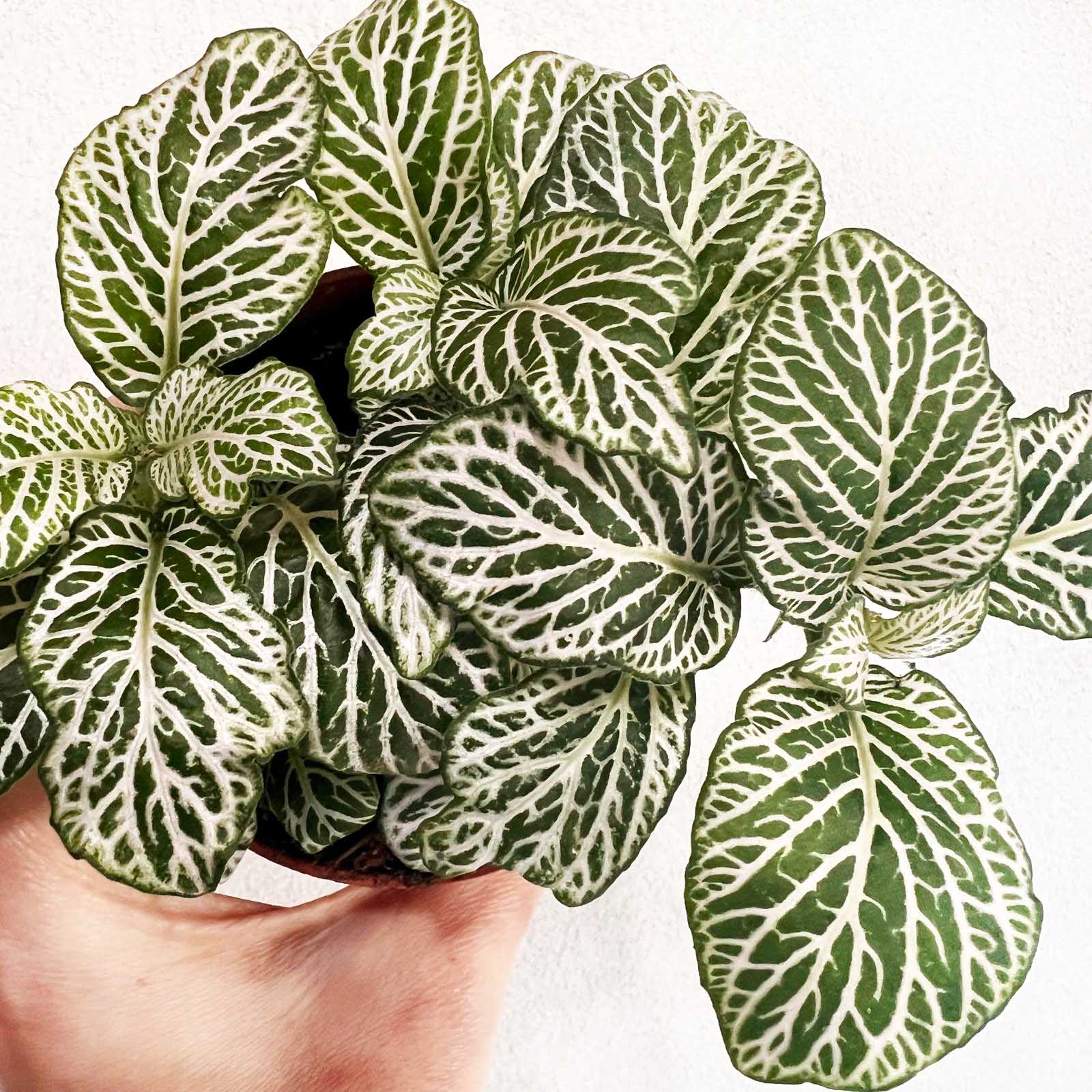 Fittonia Purple Snow Anne