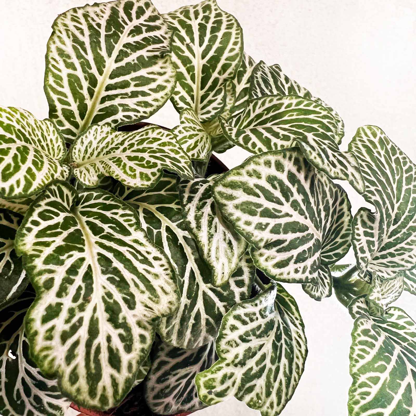 Fittonia Purple Snow Anne