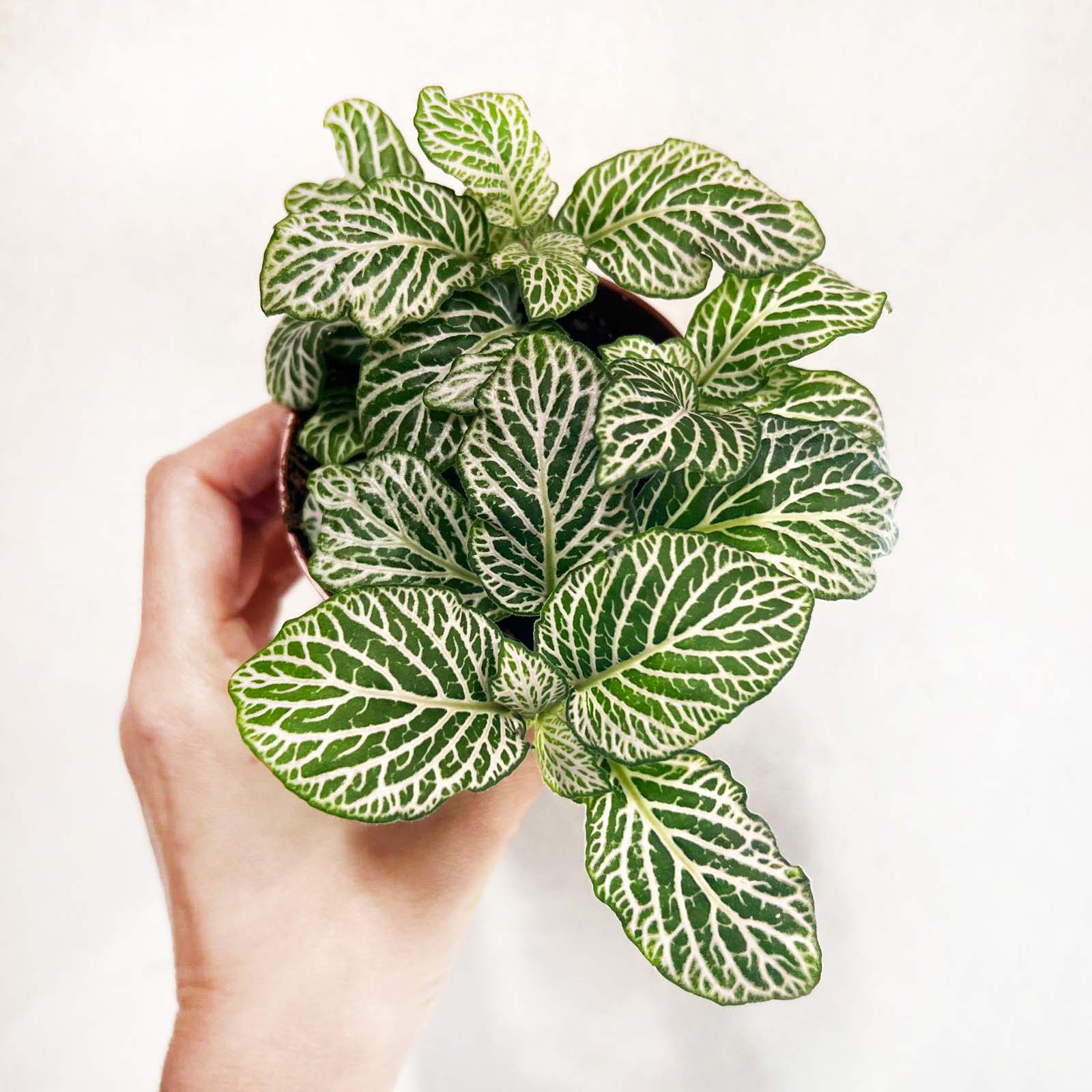 Fittonia Purple Snow Anne