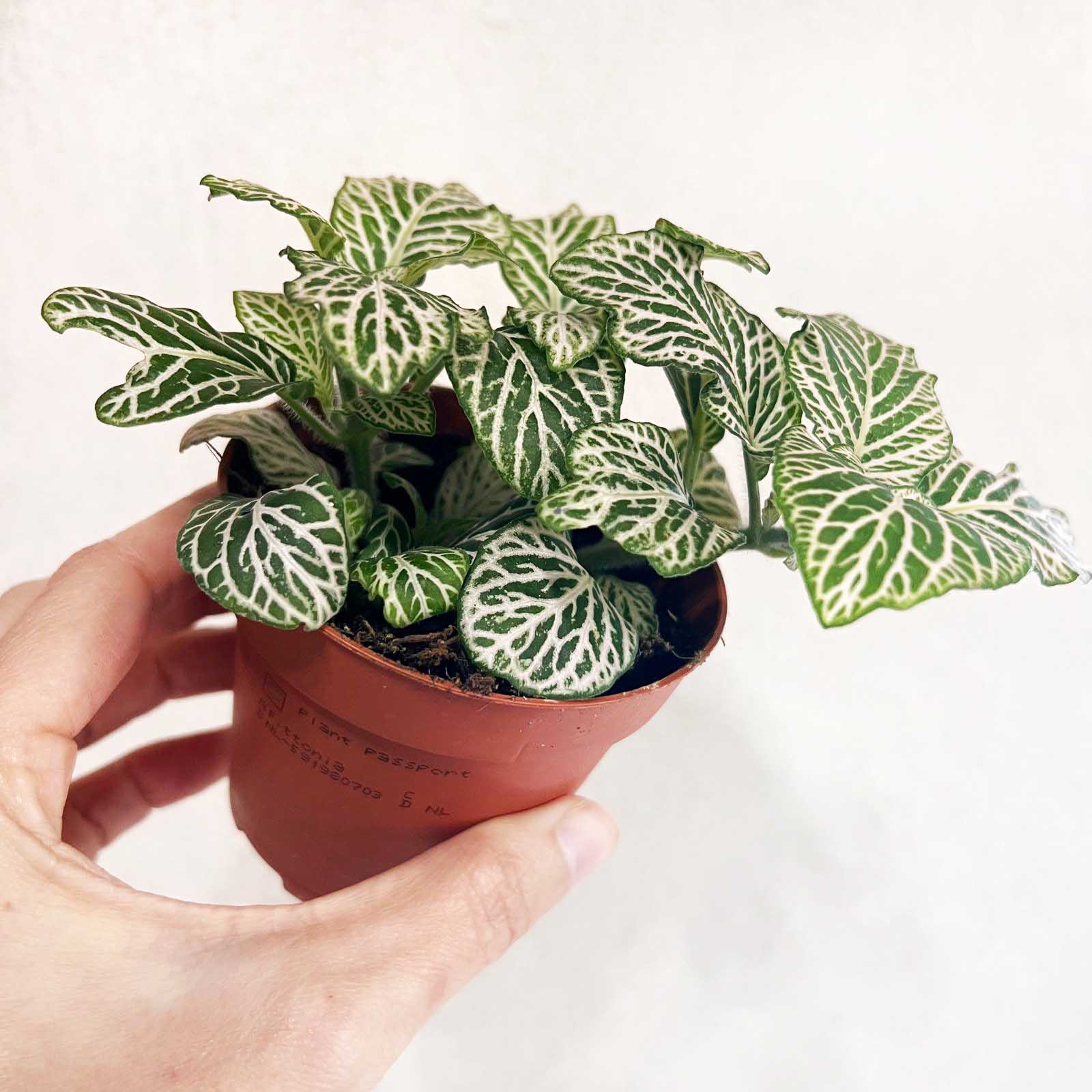 Fittonia Purple Snow Anne