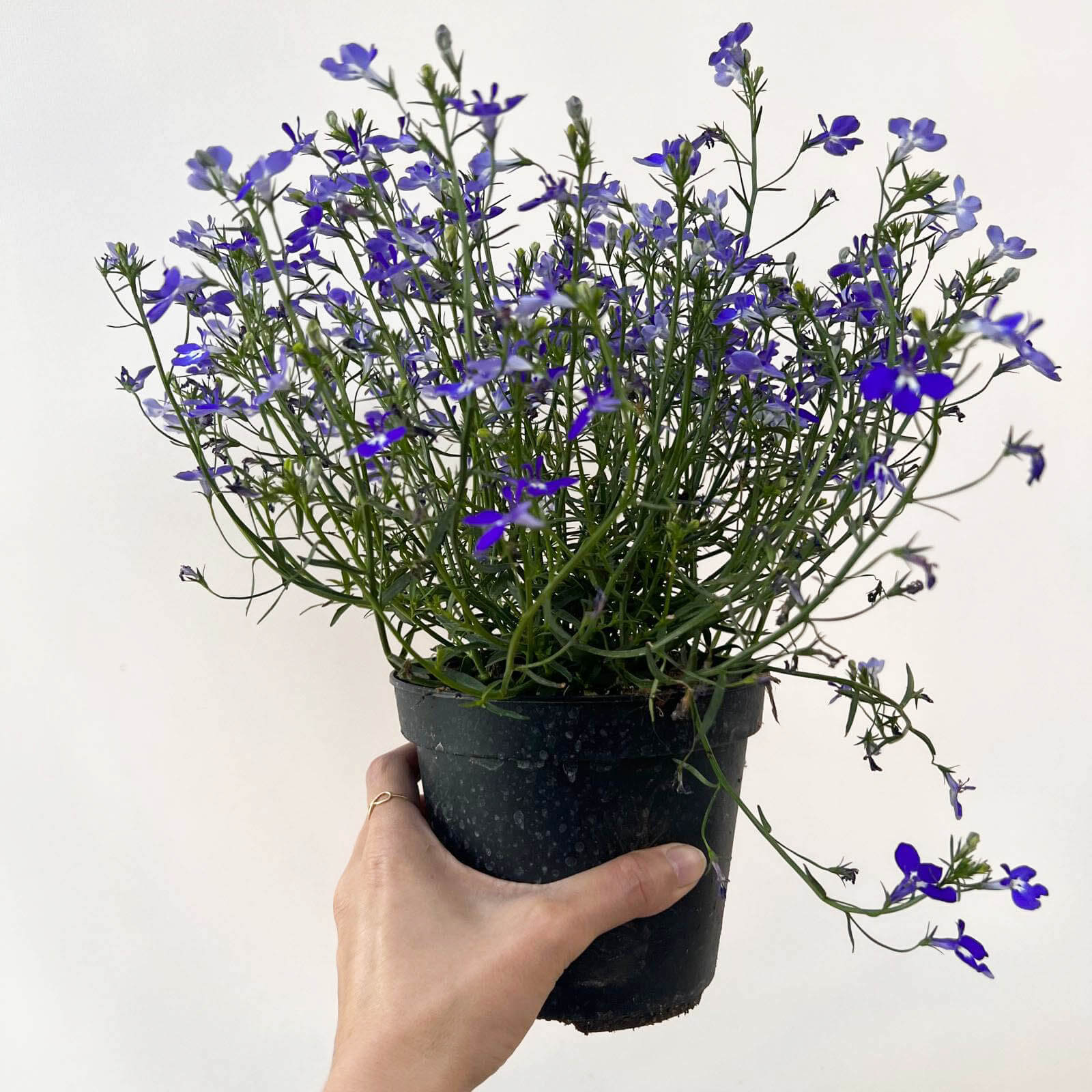 Lobelia erinus