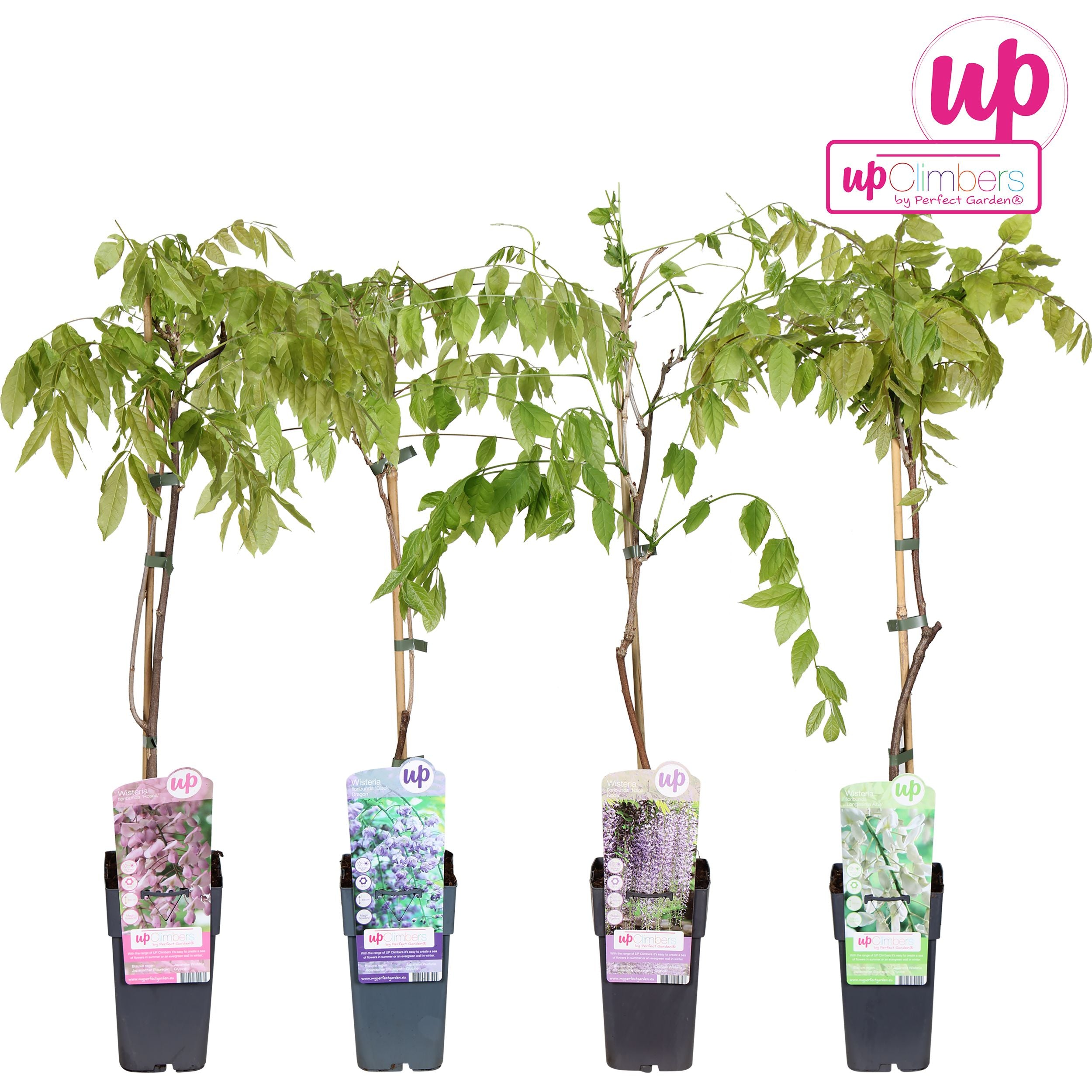 Glicine /Wisteria Floribunda Rosea