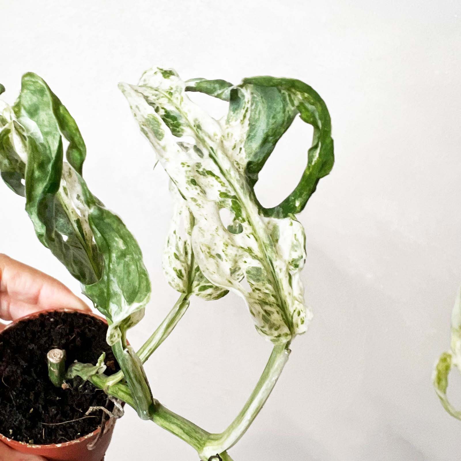 baby Monstera Frozen Freckles